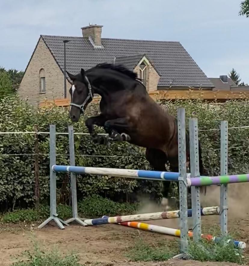 zangersheide springpaard merrie 3 years old zwart for sale - Photo 4