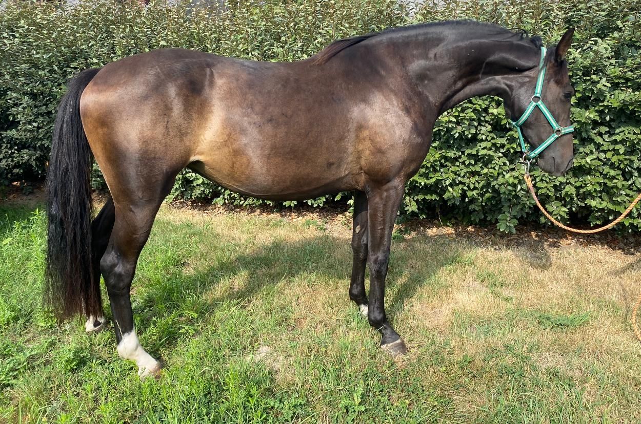 zangersheide springpaard merrie 3 years old zwart for sale - Photo 3