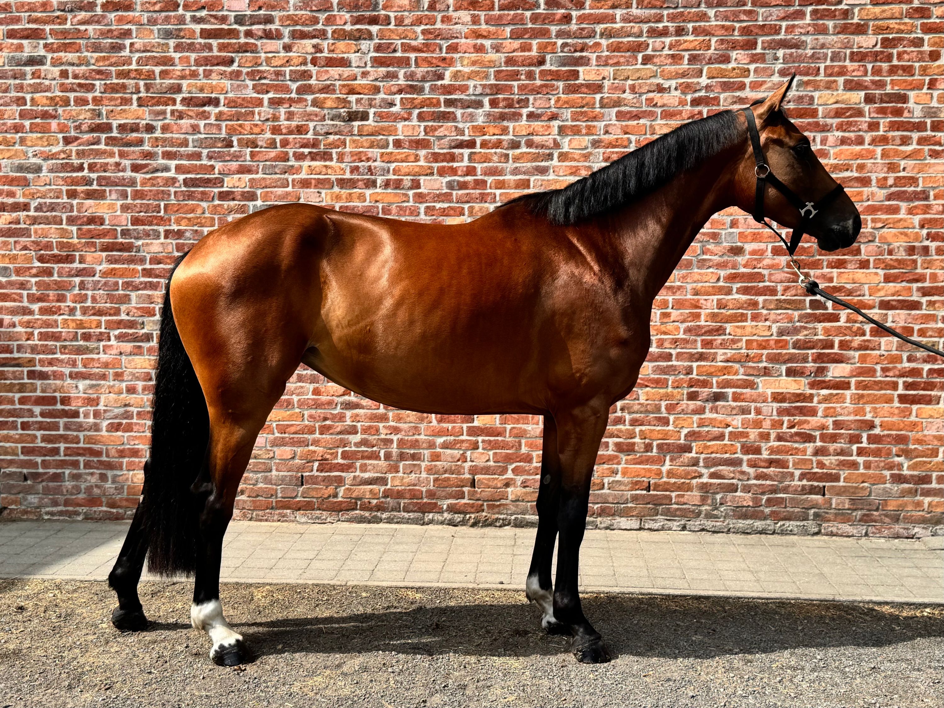 Attractive 3-year-old mare
