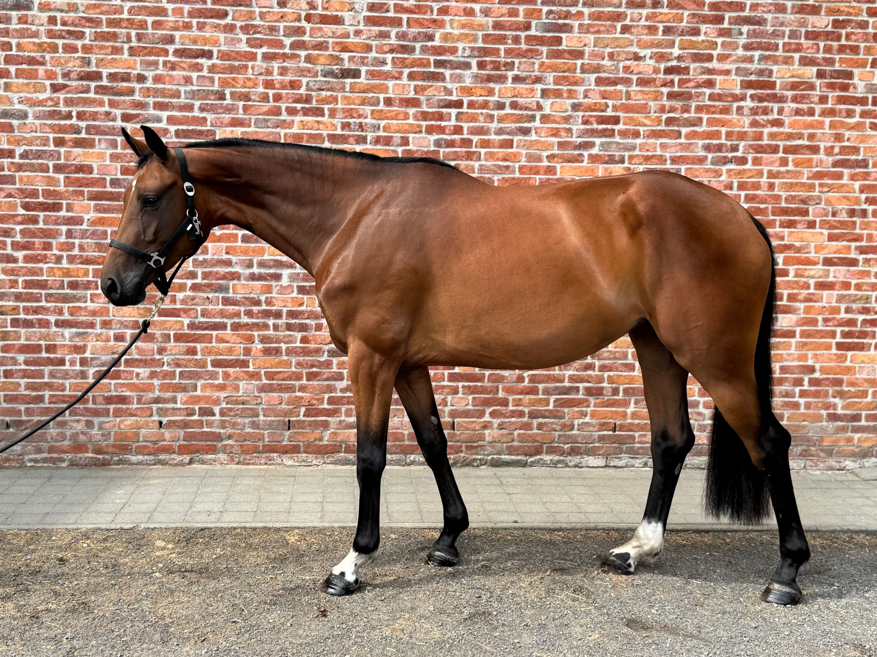 bwp springpaard merrie 3 years old bruin for sale - Photo 3