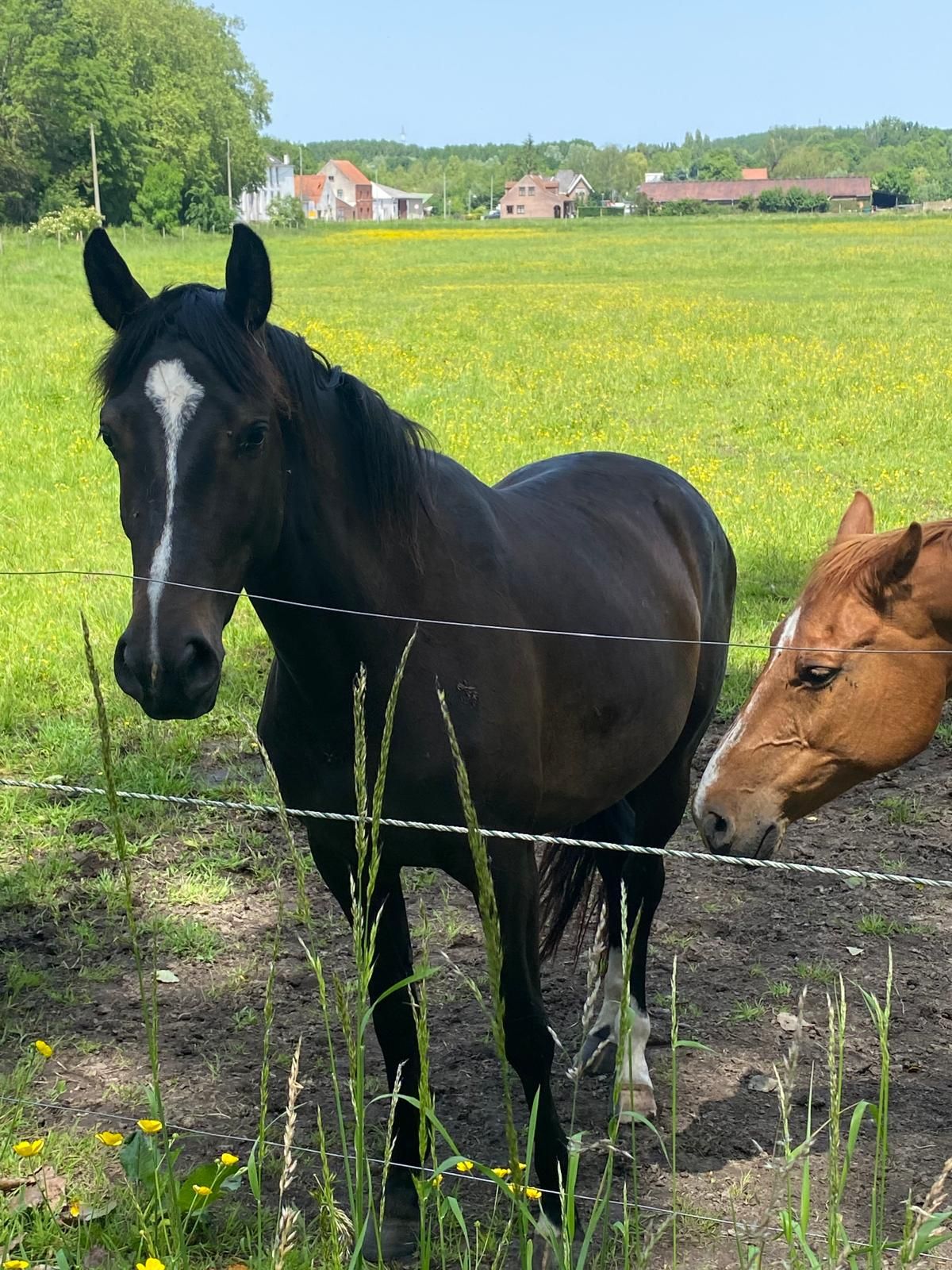 zangersheide springpaard merrie 3 years old zwart for sale - Photo 2