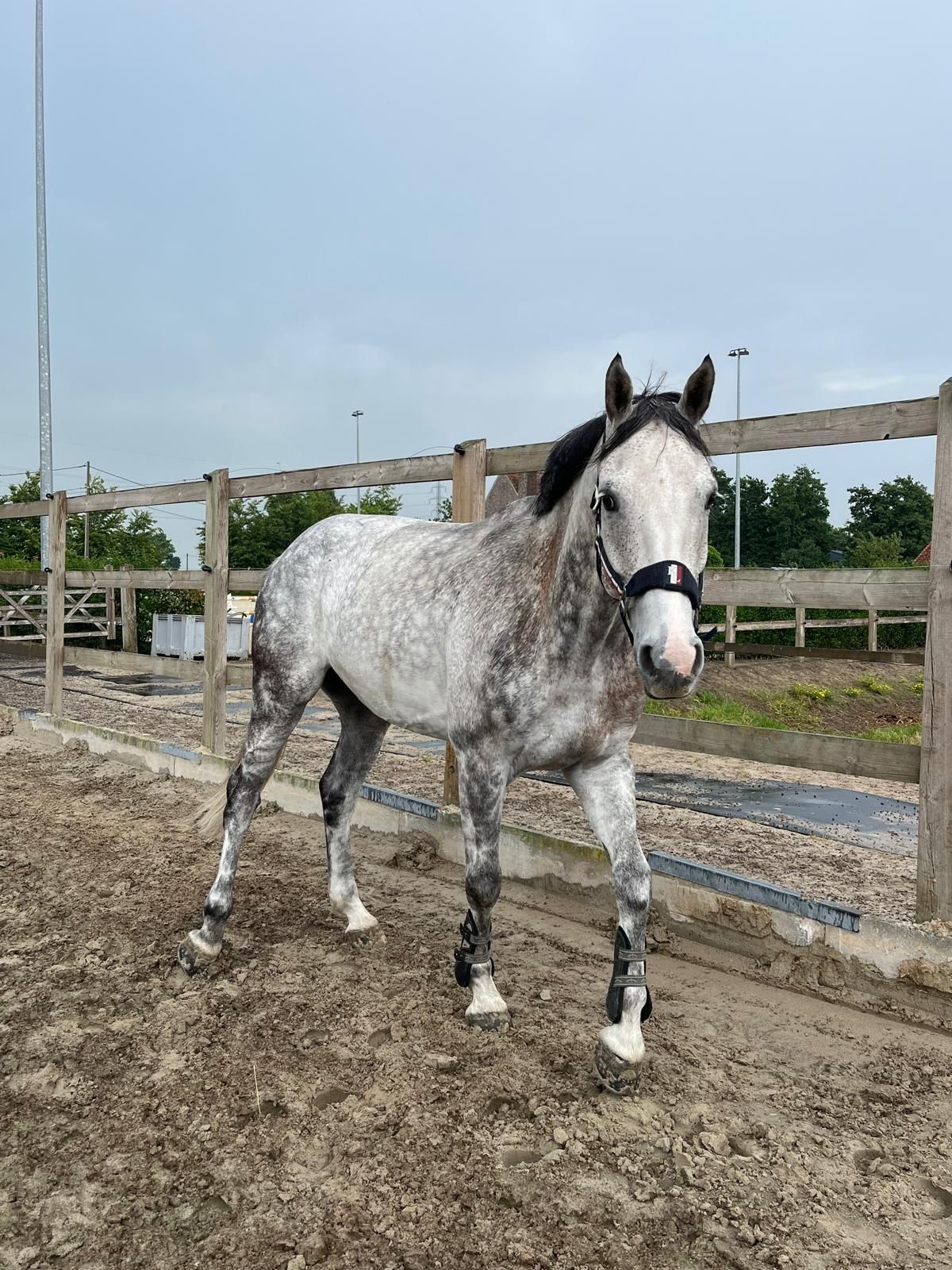 bwp springpaard ruin 9 años schimmel en venta - Foto 2
