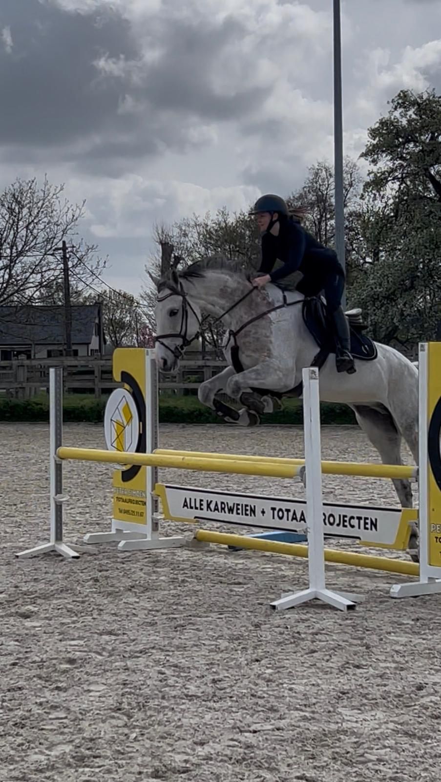 bwp springpaard ruin 9 años schimmel en venta - Foto 3