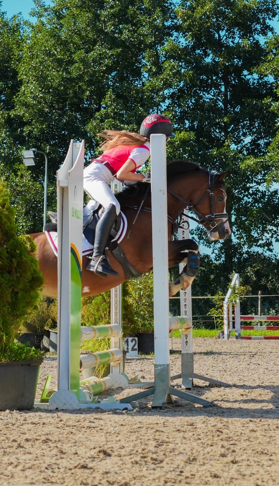 welsh allround-pony merrie 9 years old bruin for sale - Photo 2