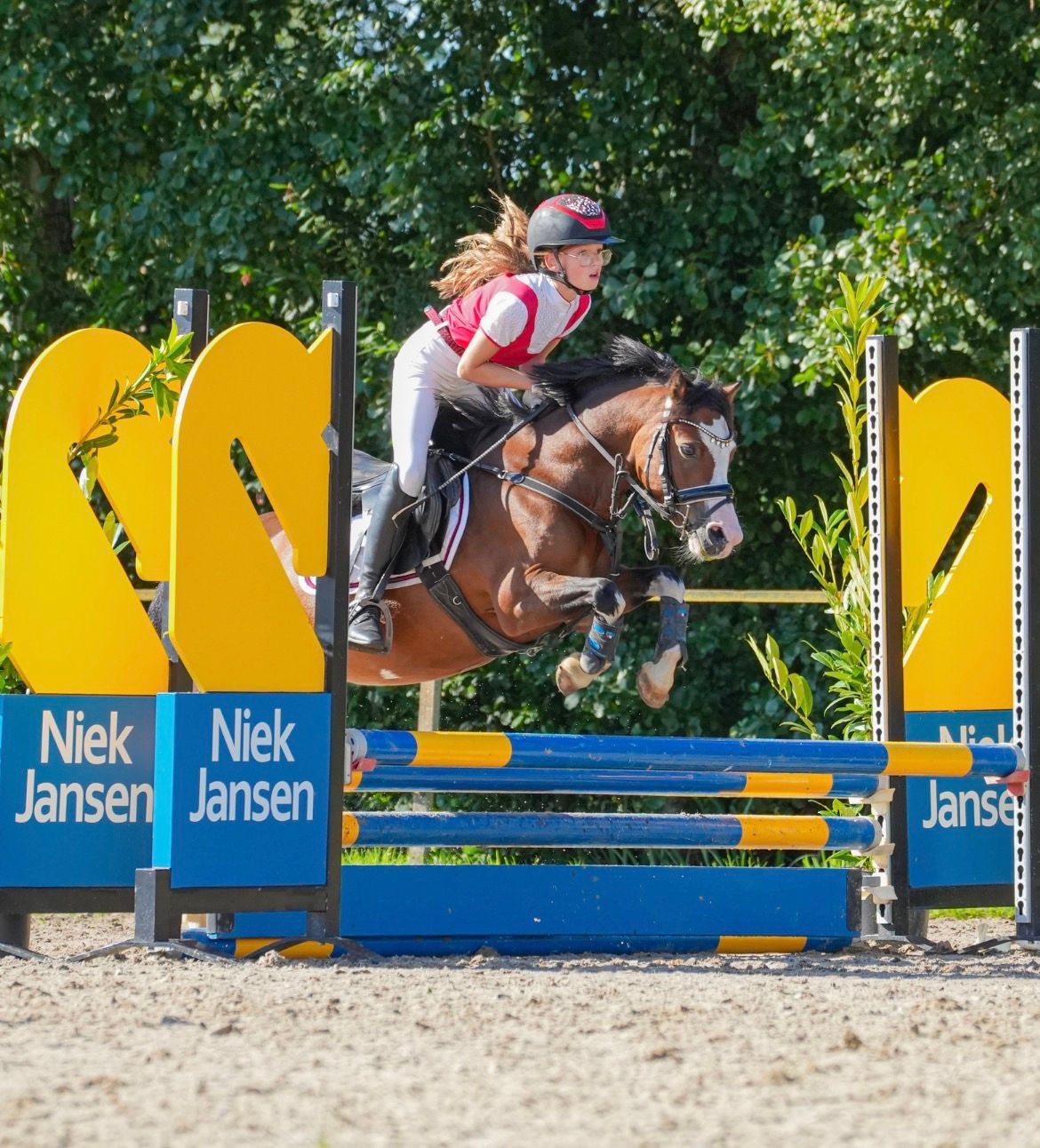welsh allround-pony merrie 9 years old bruin for sale - Photo 4