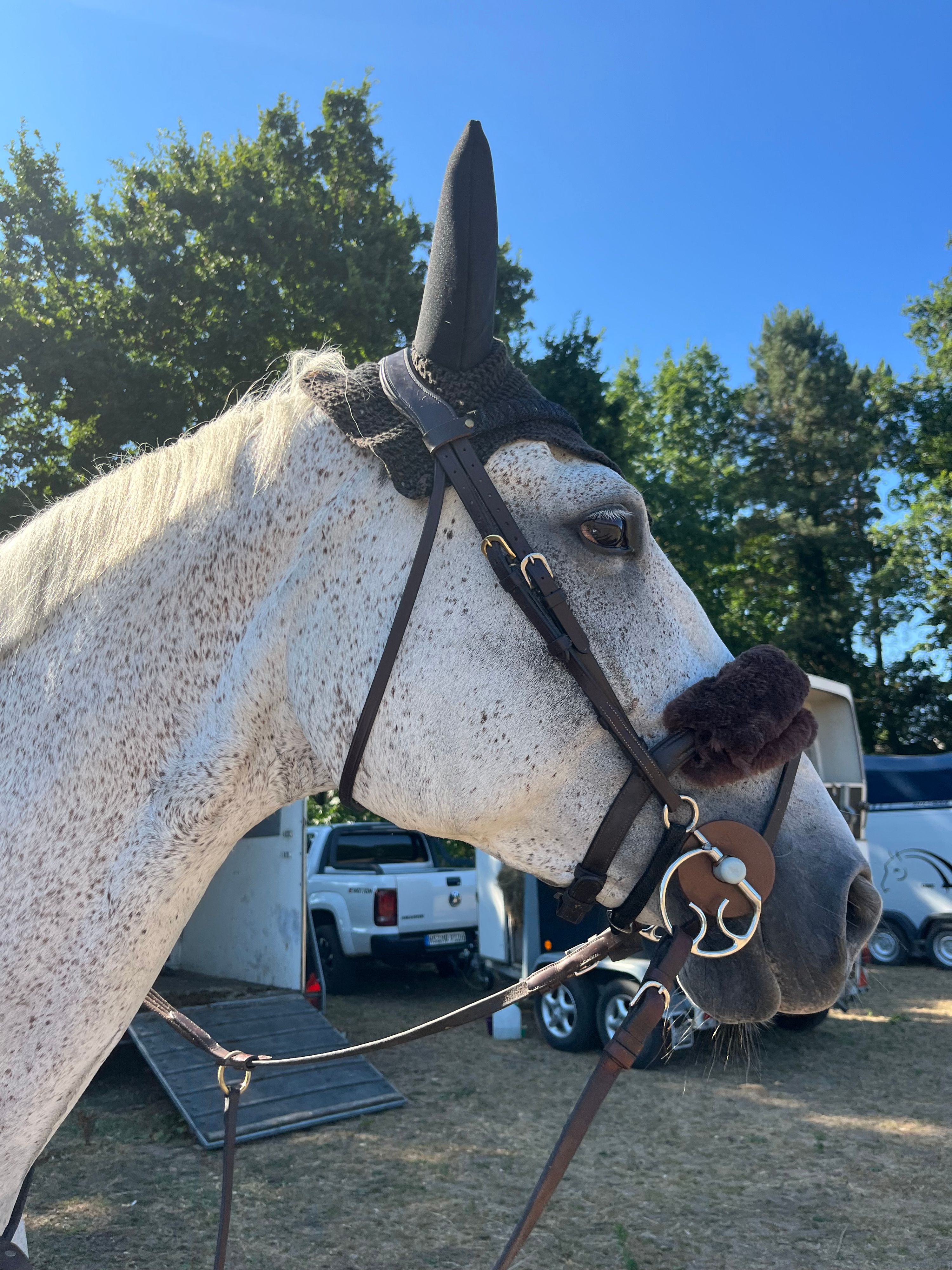 Stor 12-årig hoppe til salg