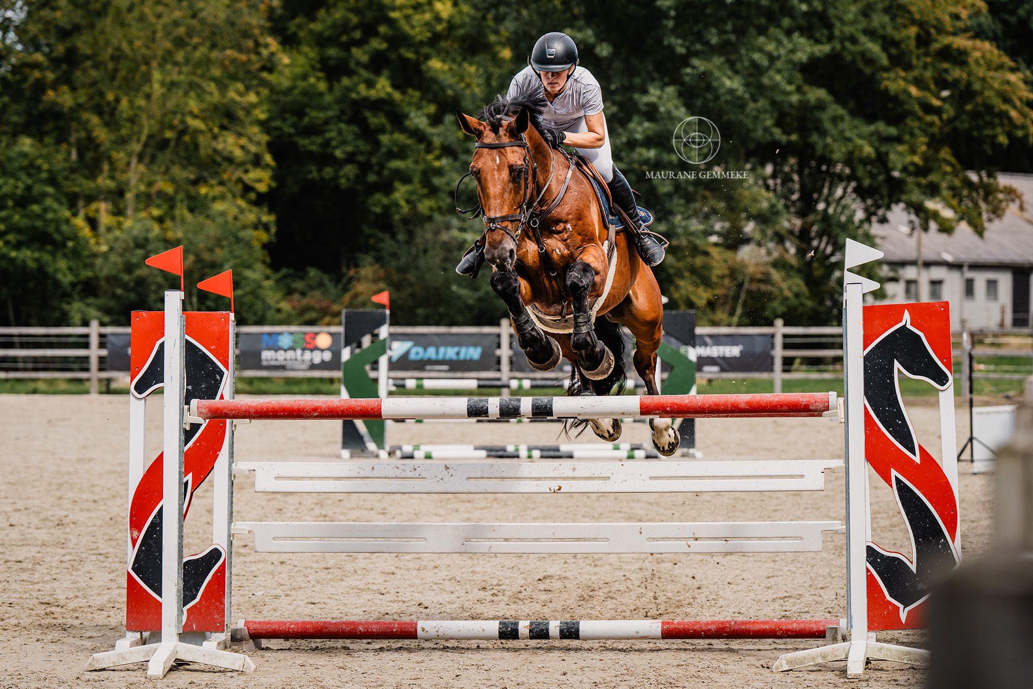 zangersheide springpaard ruin 10 ans bruin à vendre - Photo 2