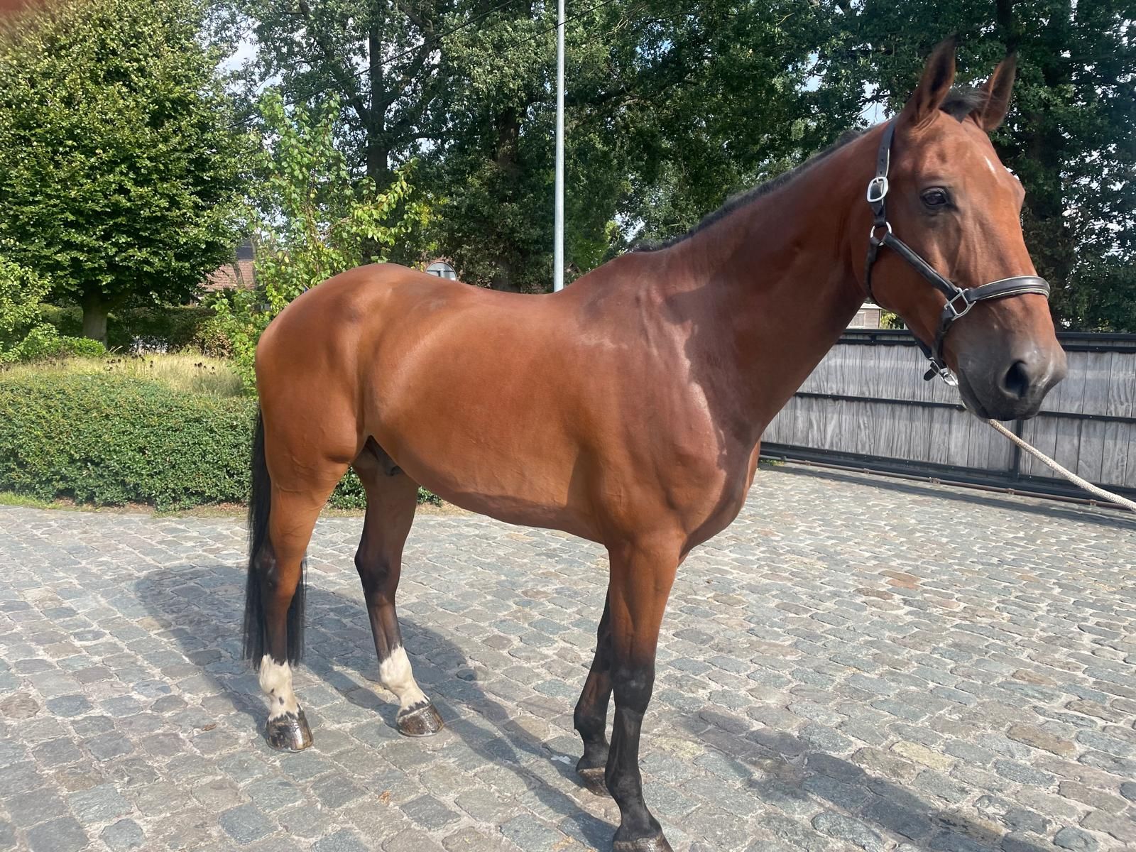 zangersheide springpaard ruin 10 ans bruin à vendre - Photo 3