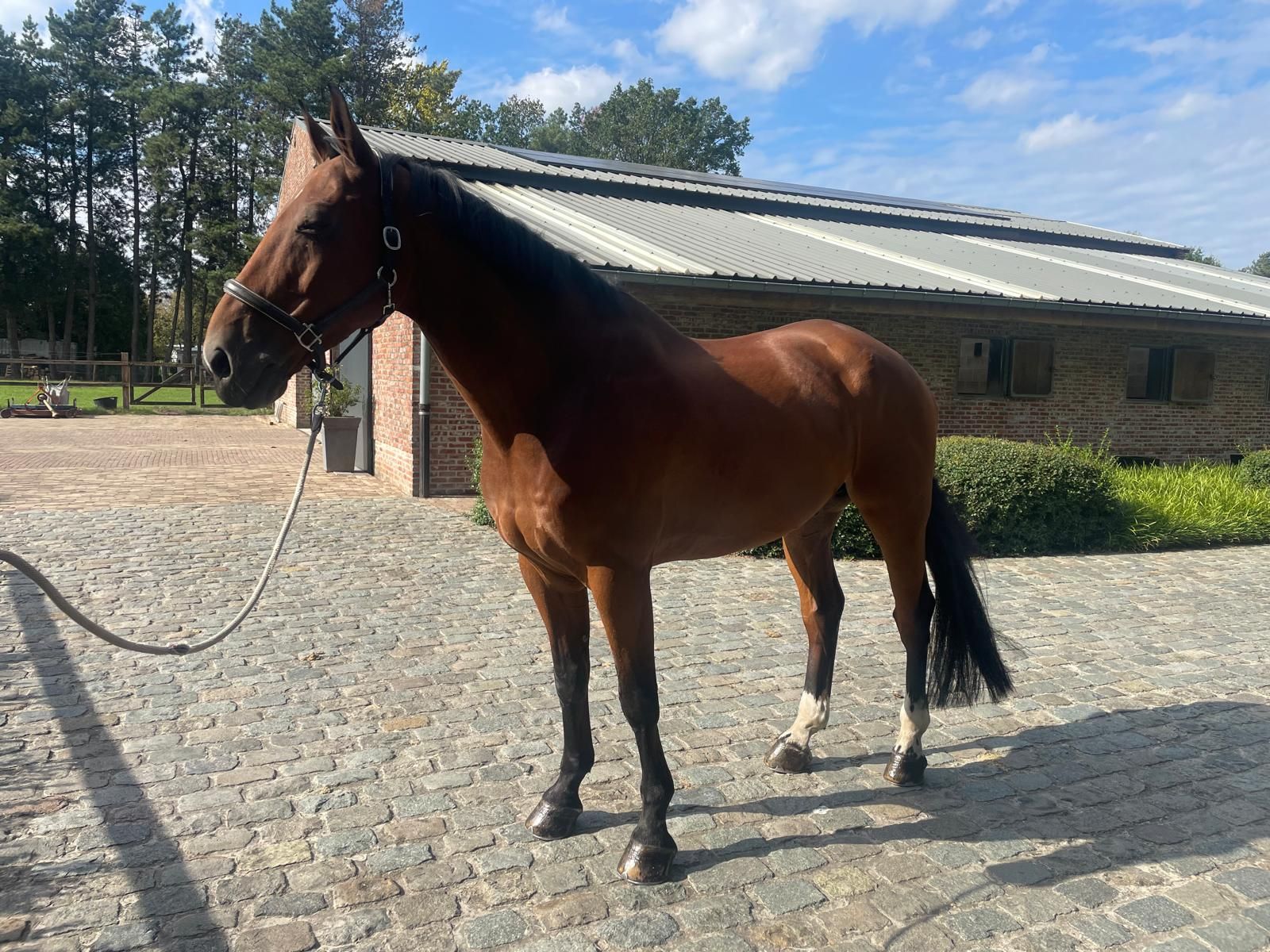zangersheide springpaard ruin 10 ans bruin à vendre - Photo 4