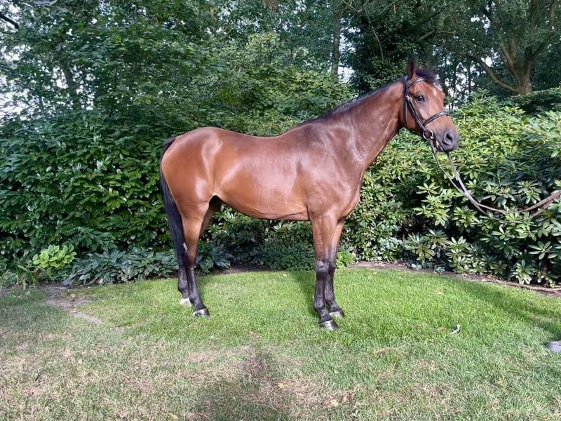 zangersheide springpaard ruin 6 years old bruin for sale - Photo 2
