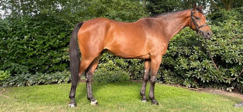 zangersheide springpaard ruin 6 years old bruin for sale - Photo 3