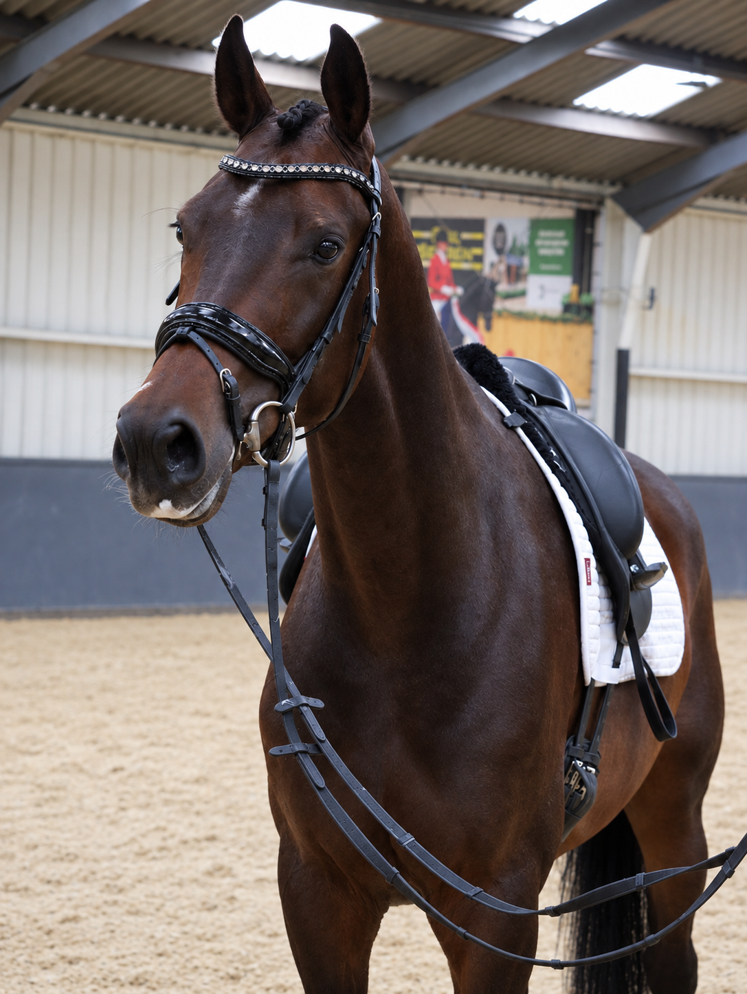 kwpn dressuurpaard ruin 4 ani donkerbruin de vânzare - Foto 6