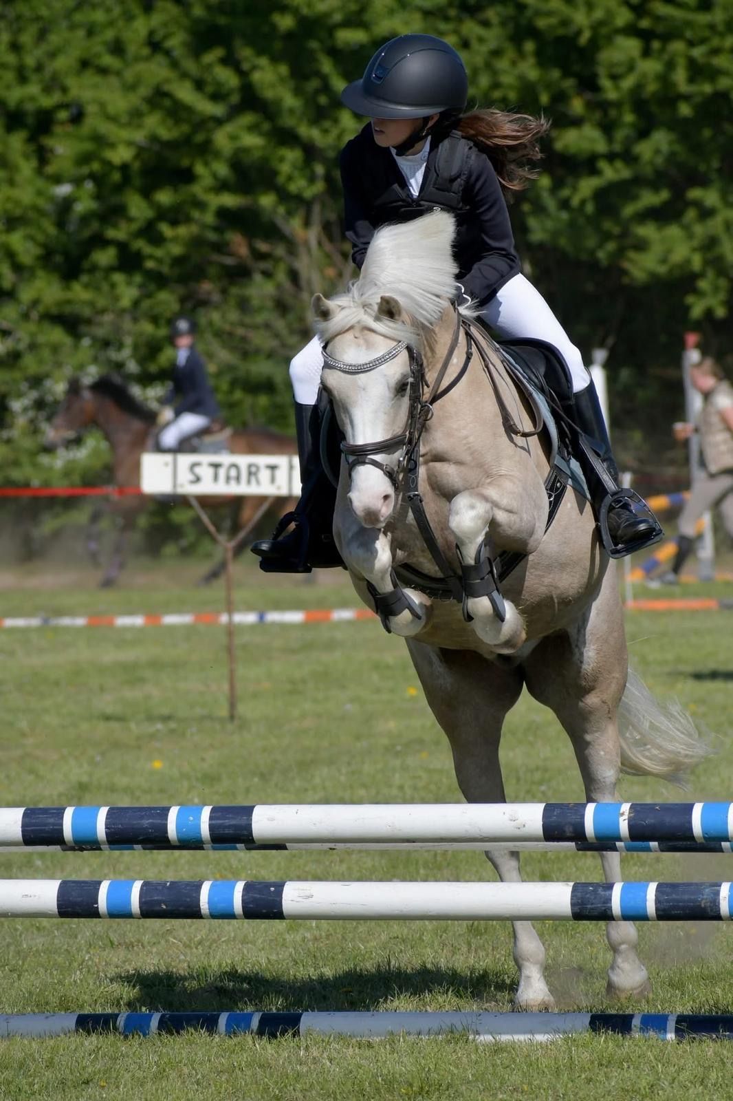 welsh springpony ruin 10 years old palomino for sale - Photo 5