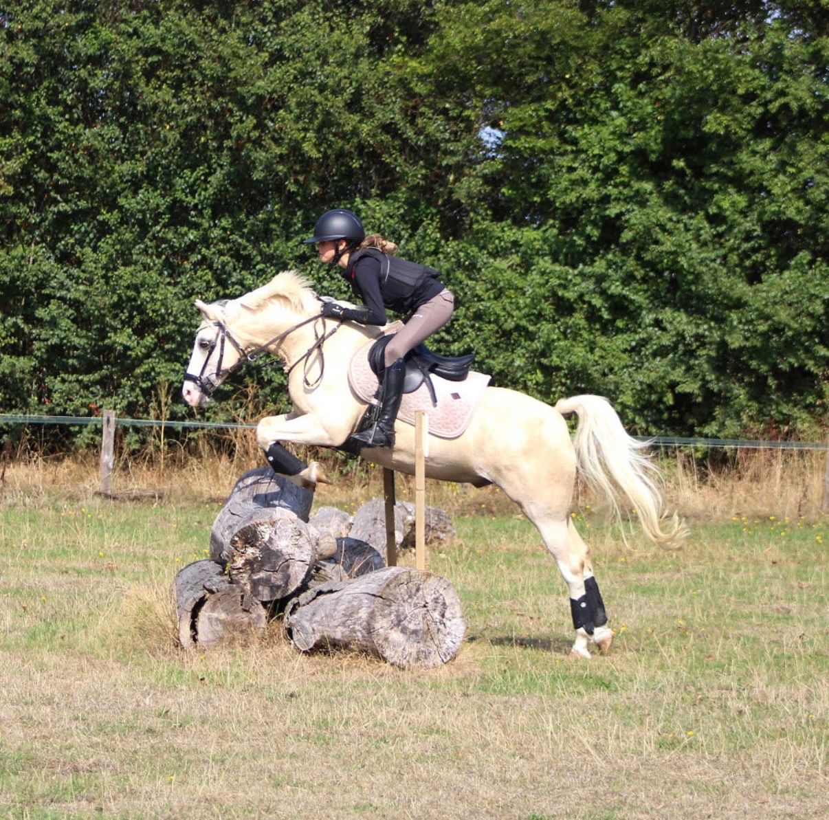 welsh springpony ruin 10 years old palomino for sale - Photo 4