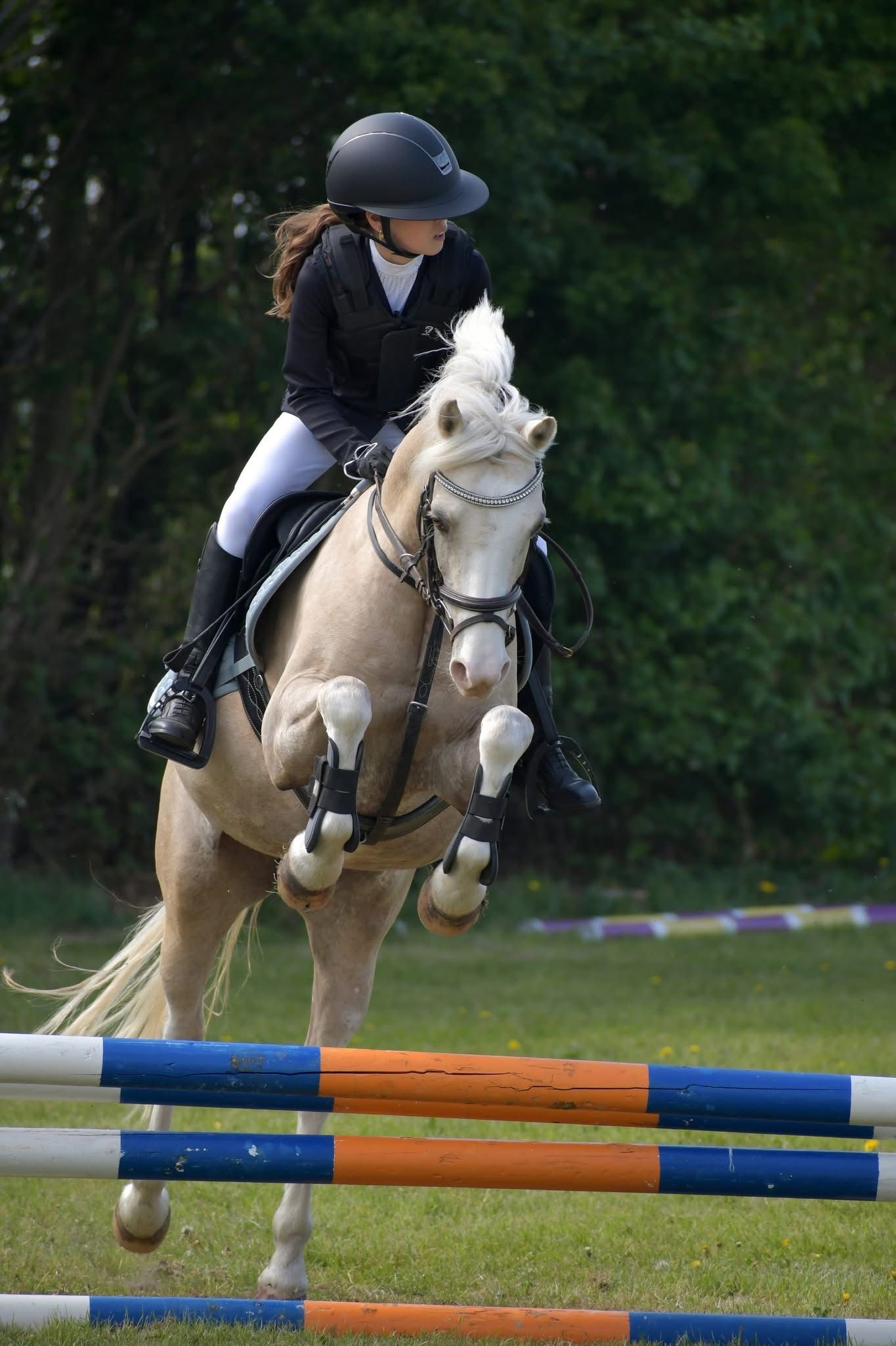 welsh springpony ruin 10 years old palomino for sale - Photo 6