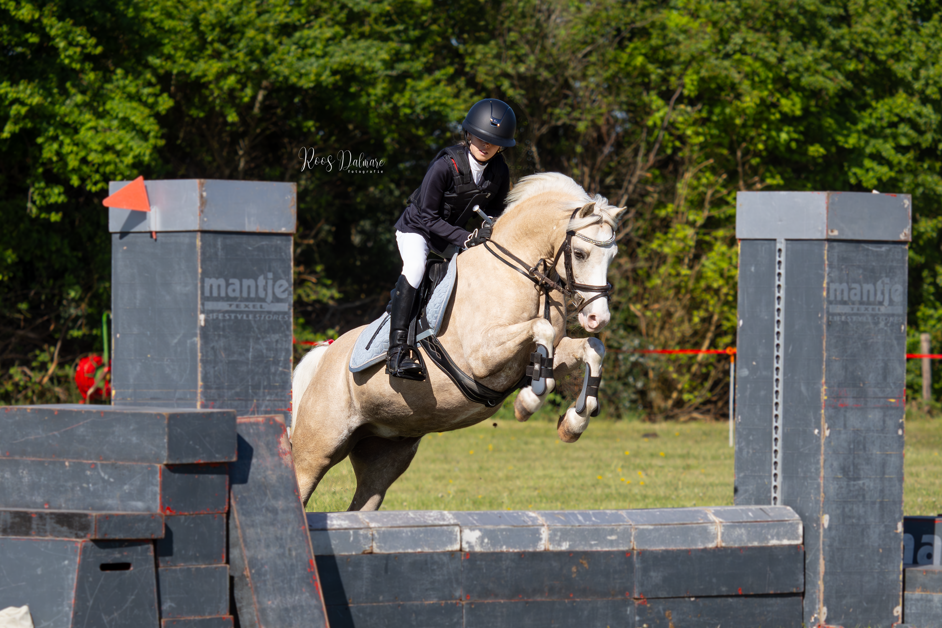 welsh springpony ruin 10 years old palomino for sale - Photo 2