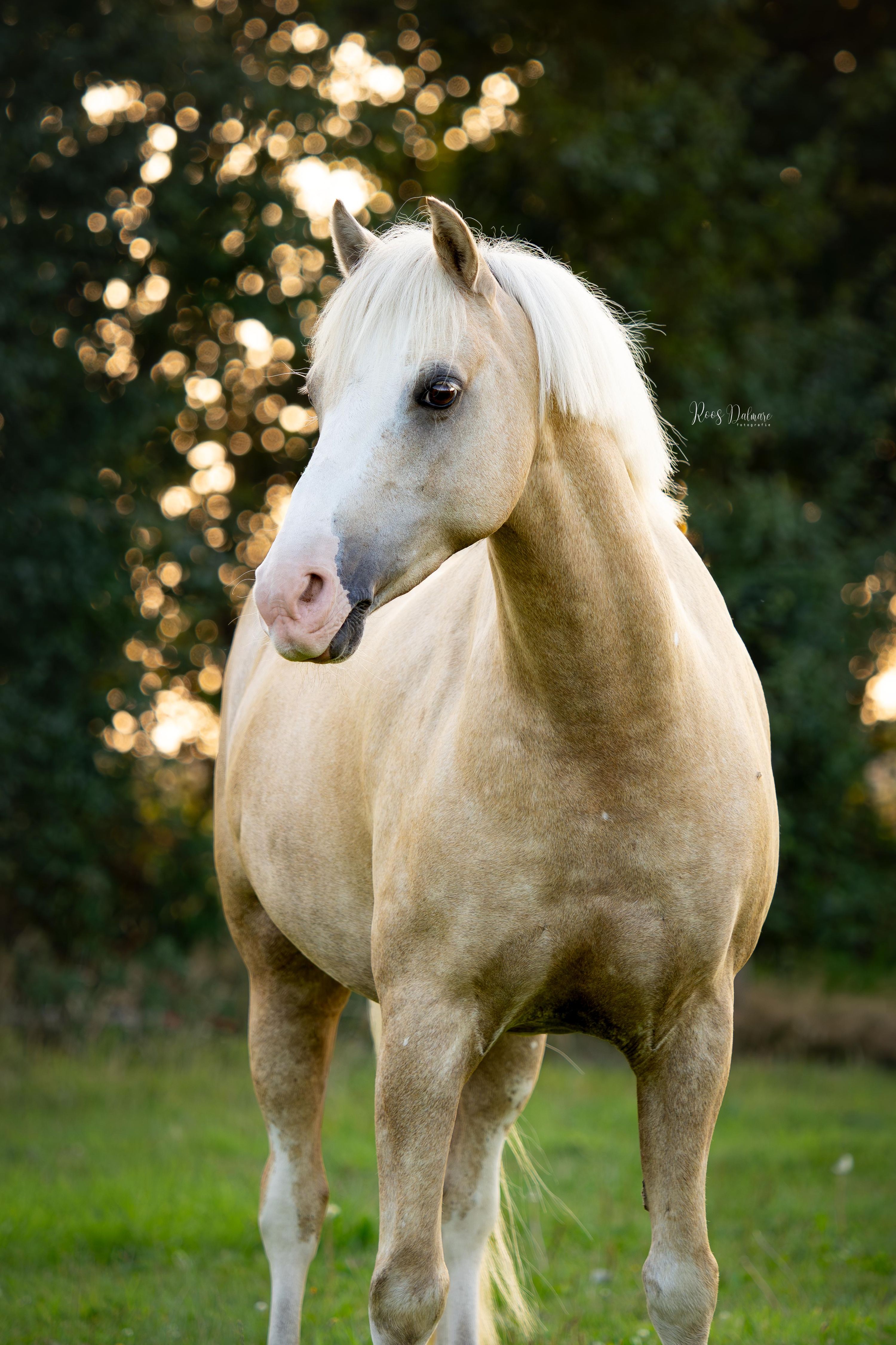 welsh springpony ruin 10 years old palomino for sale - Photo 3