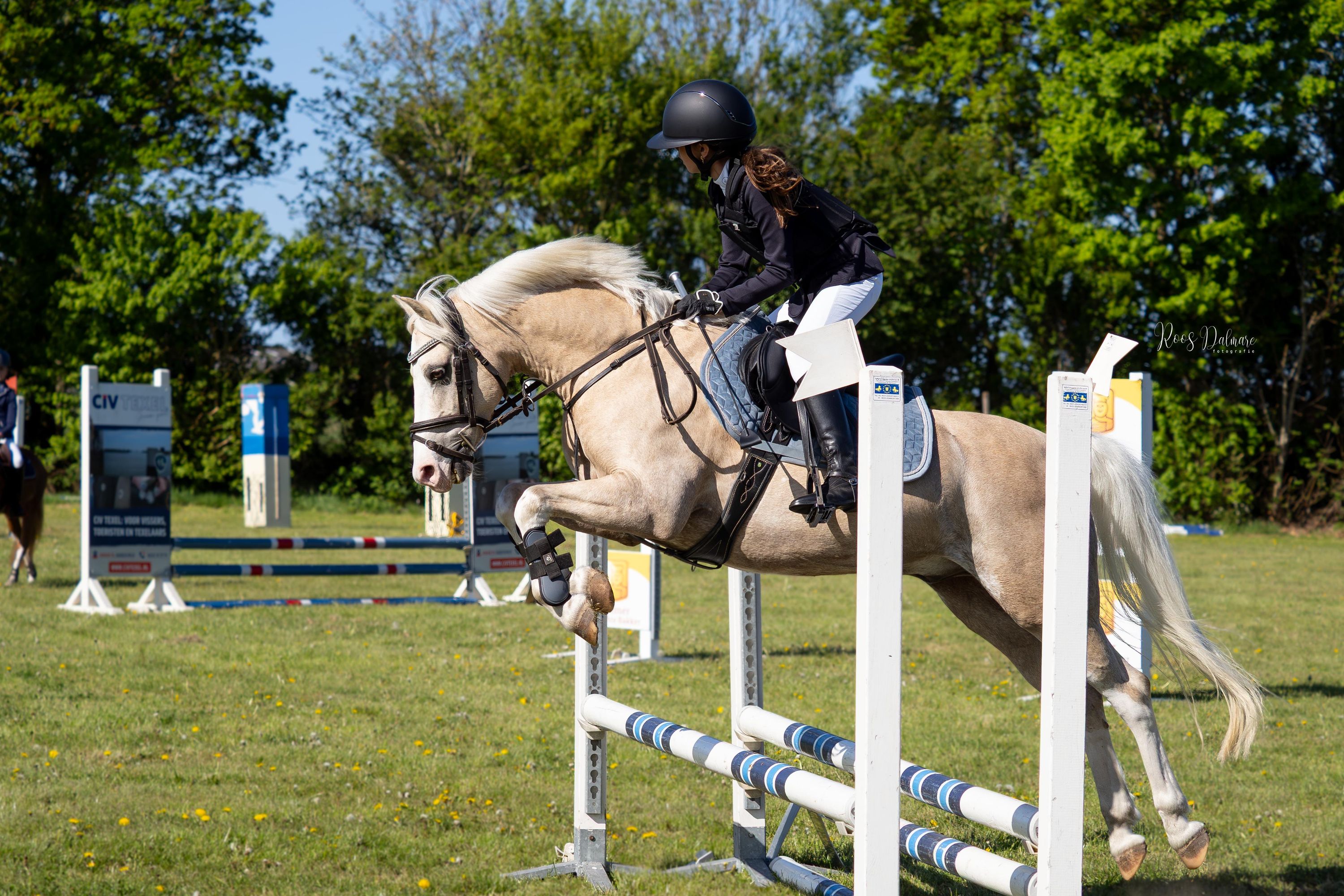 Opvallende 10 jarige Palamino spring pony zoekt nieuw liefdevol huisje ❤️