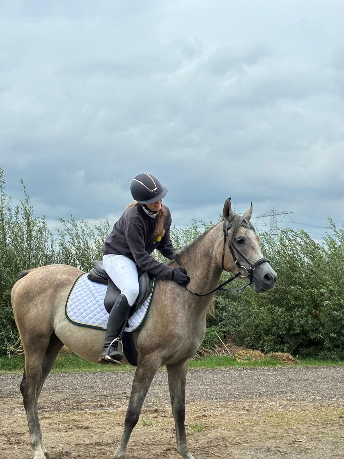 arabier pony ruin 3 år schimmel till salu - Foto 6