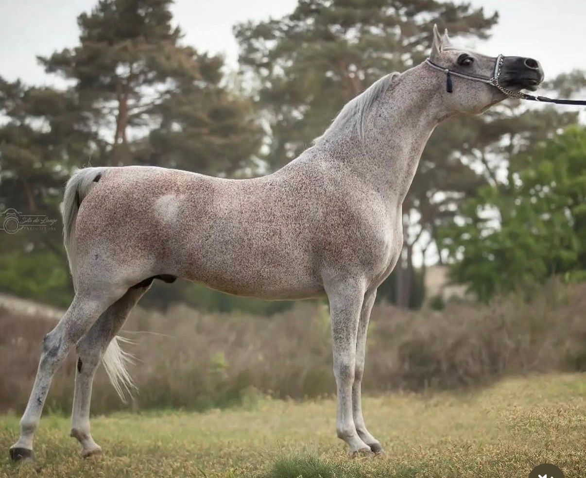 arabier pony ruin 3 år schimmel till salu - Foto 5