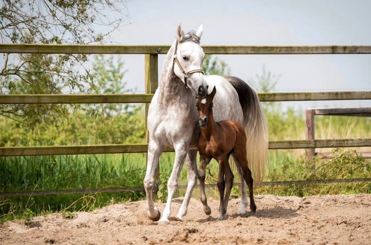 arabier pony ruin 3 år schimmel till salu - Foto 4