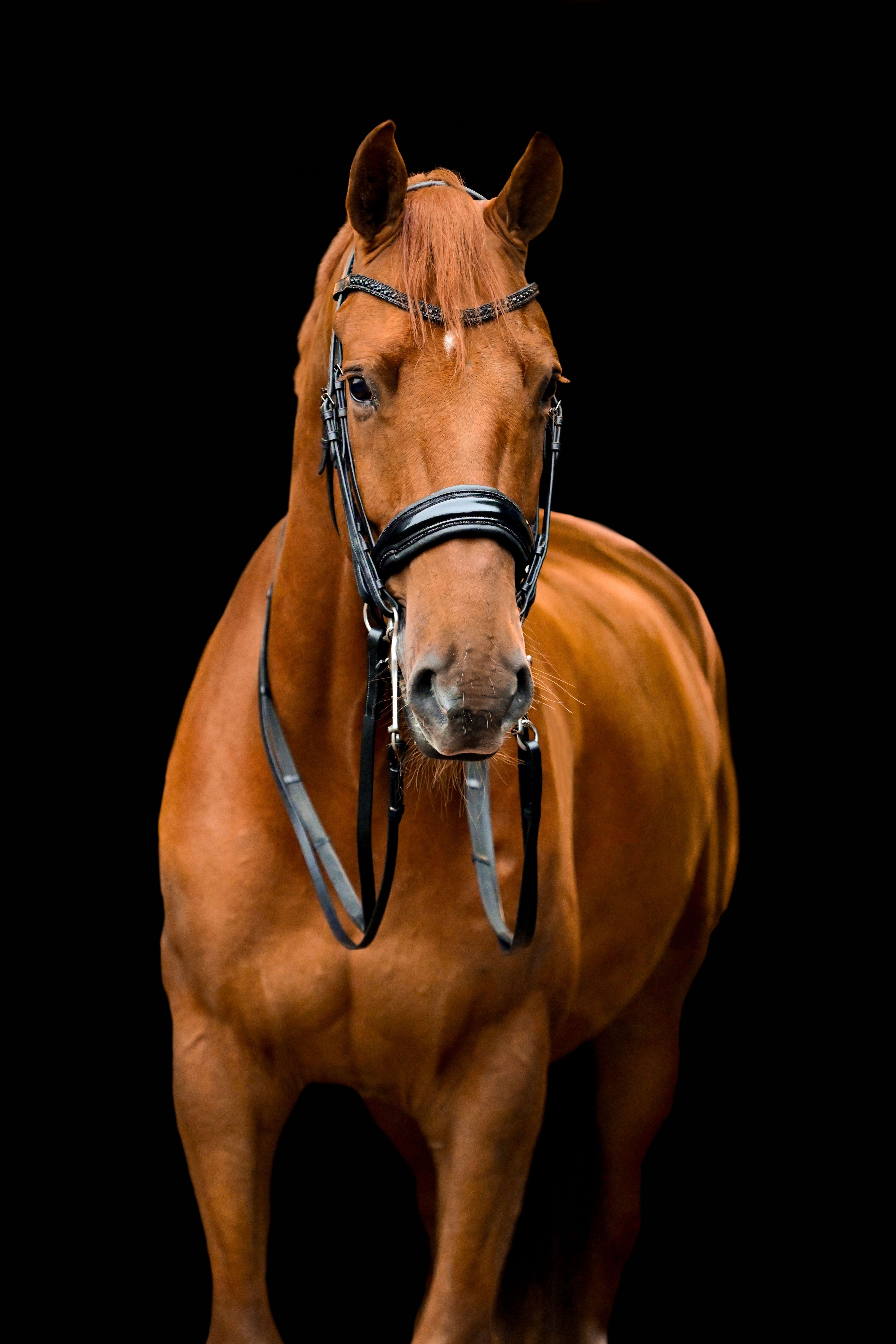 Super well-behaved school horse