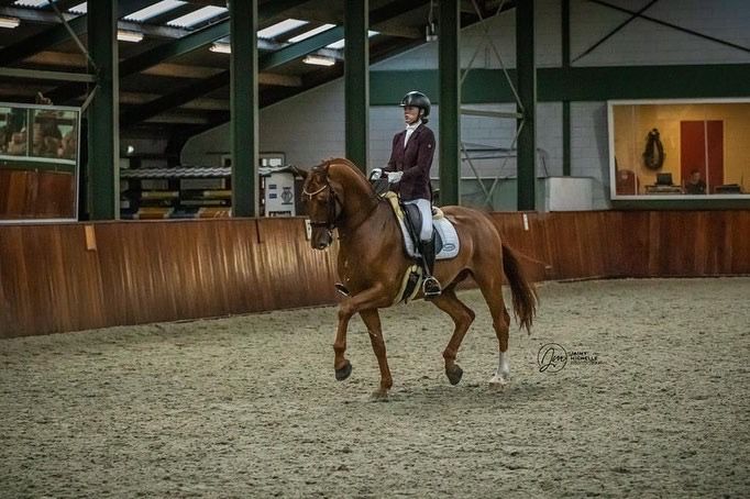 dressuurpaard ruin 11 years old vos for sale - Photo 3