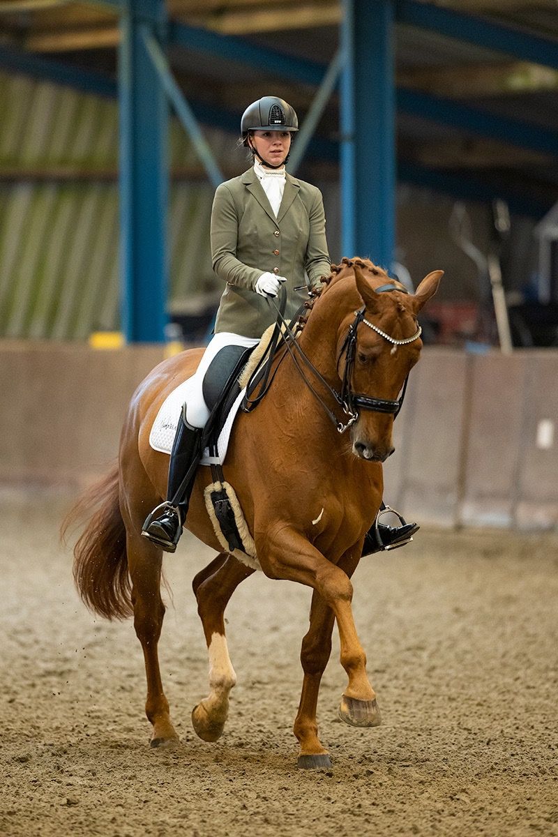 dressuurpaard ruin 11 years old vos for sale - Photo 2