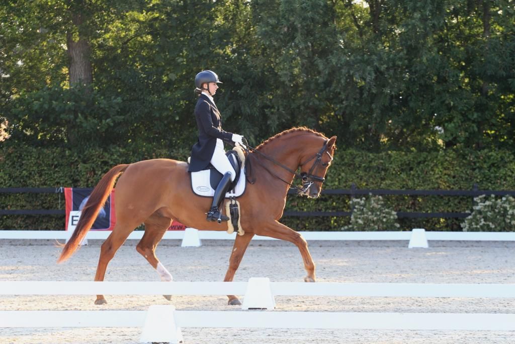 dressuurpaard ruin 11 years old vos for sale - Photo 4