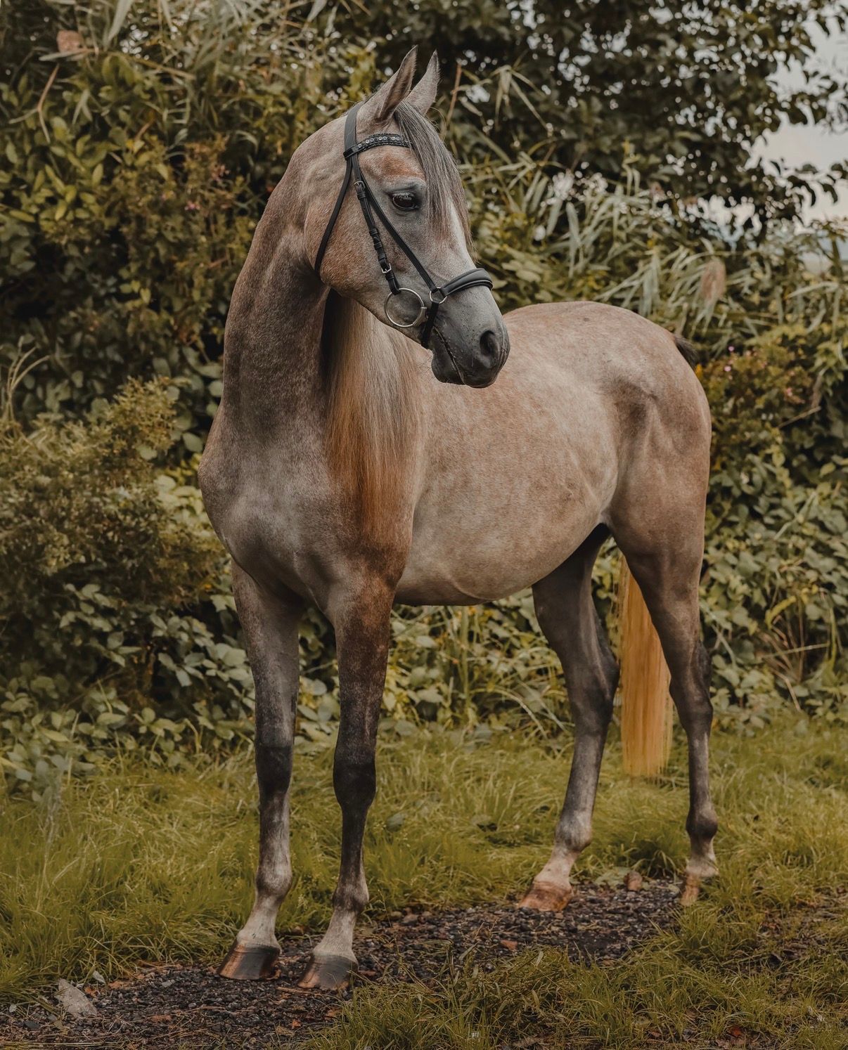 arabier pony ruin 3 år schimmel till salu - Foto 2