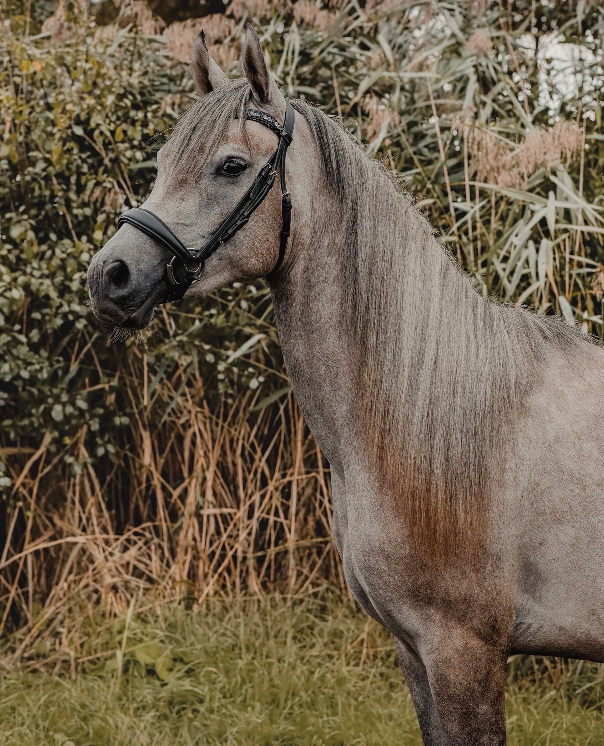 arabier pony ruin 3 år schimmel till salu - Foto 3