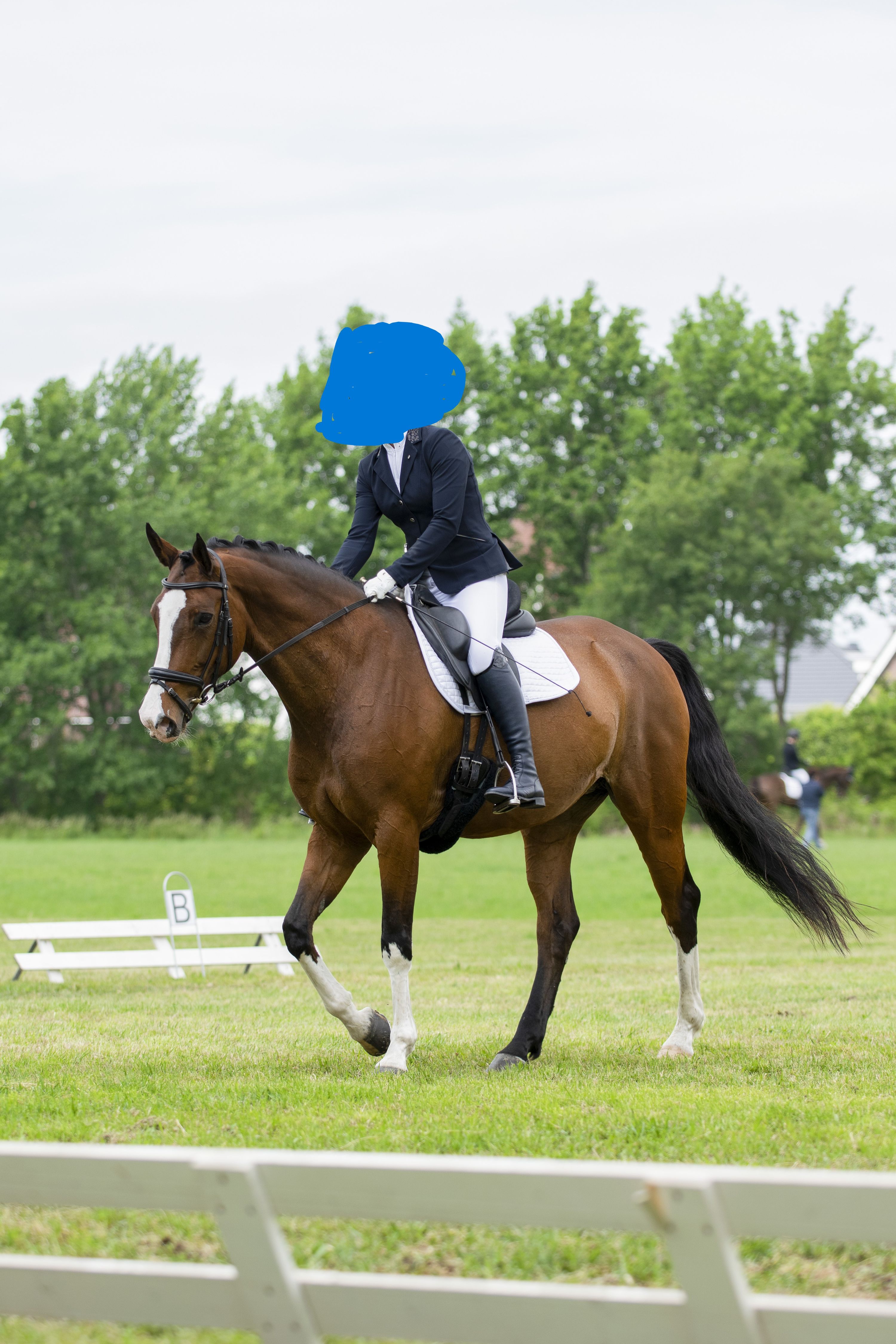 kwpn allrounder merrie 14 Jahre alt bruin zu verkaufen - Foto 3