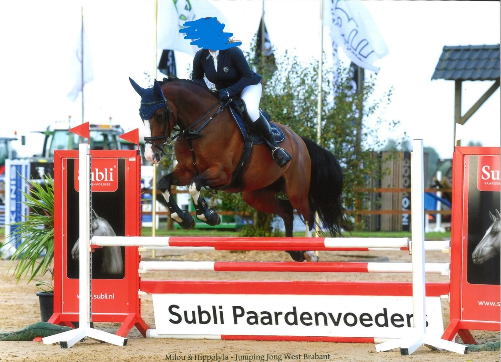 kwpn allrounder merrie 14 Jahre alt bruin zu verkaufen - Foto 5