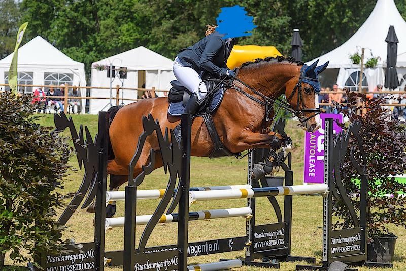 kwpn allrounder merrie 14 Jahre alt bruin zu verkaufen - Foto 6