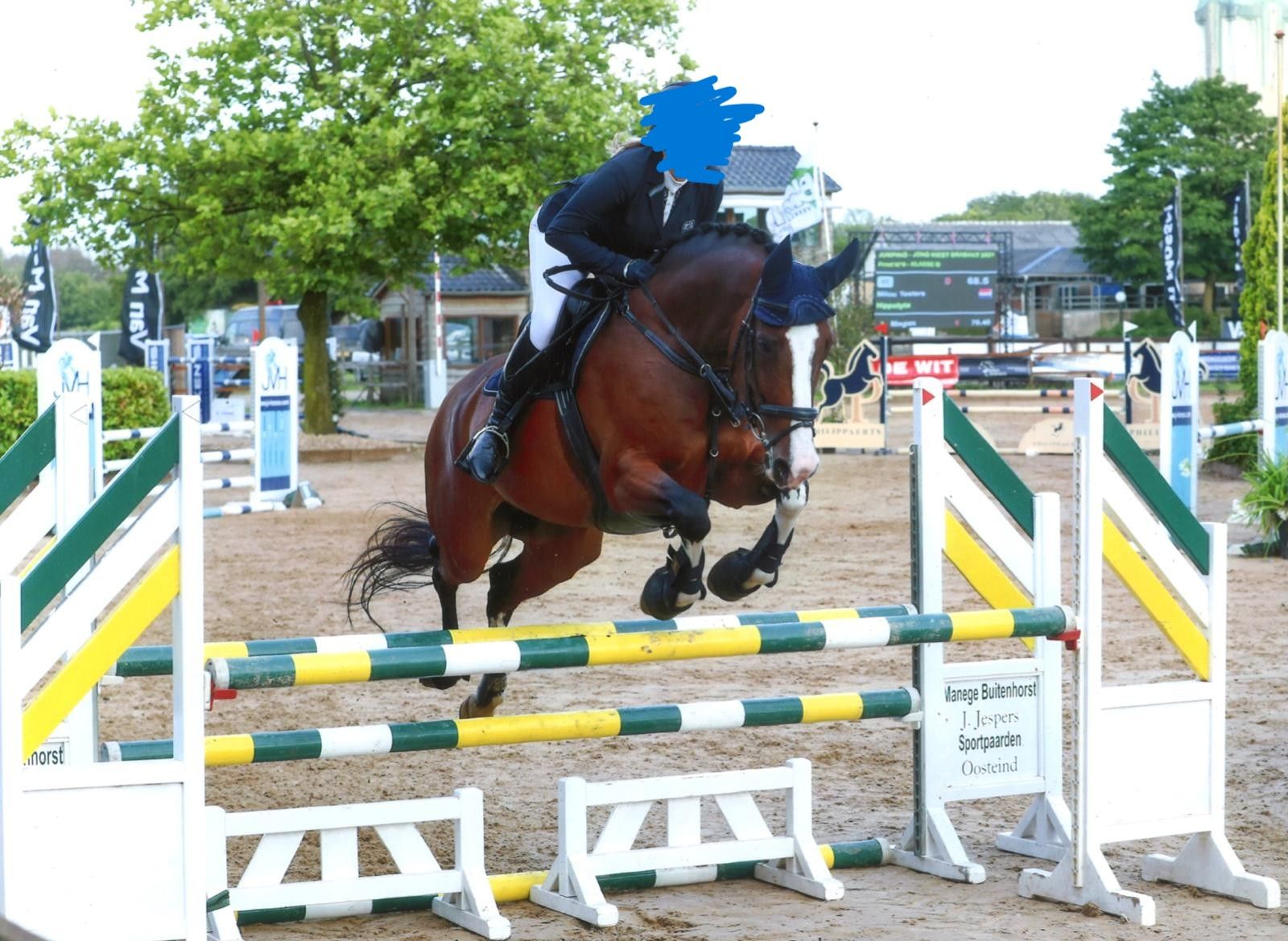 kwpn allrounder merrie 14 Jahre alt bruin zu verkaufen - Foto 4