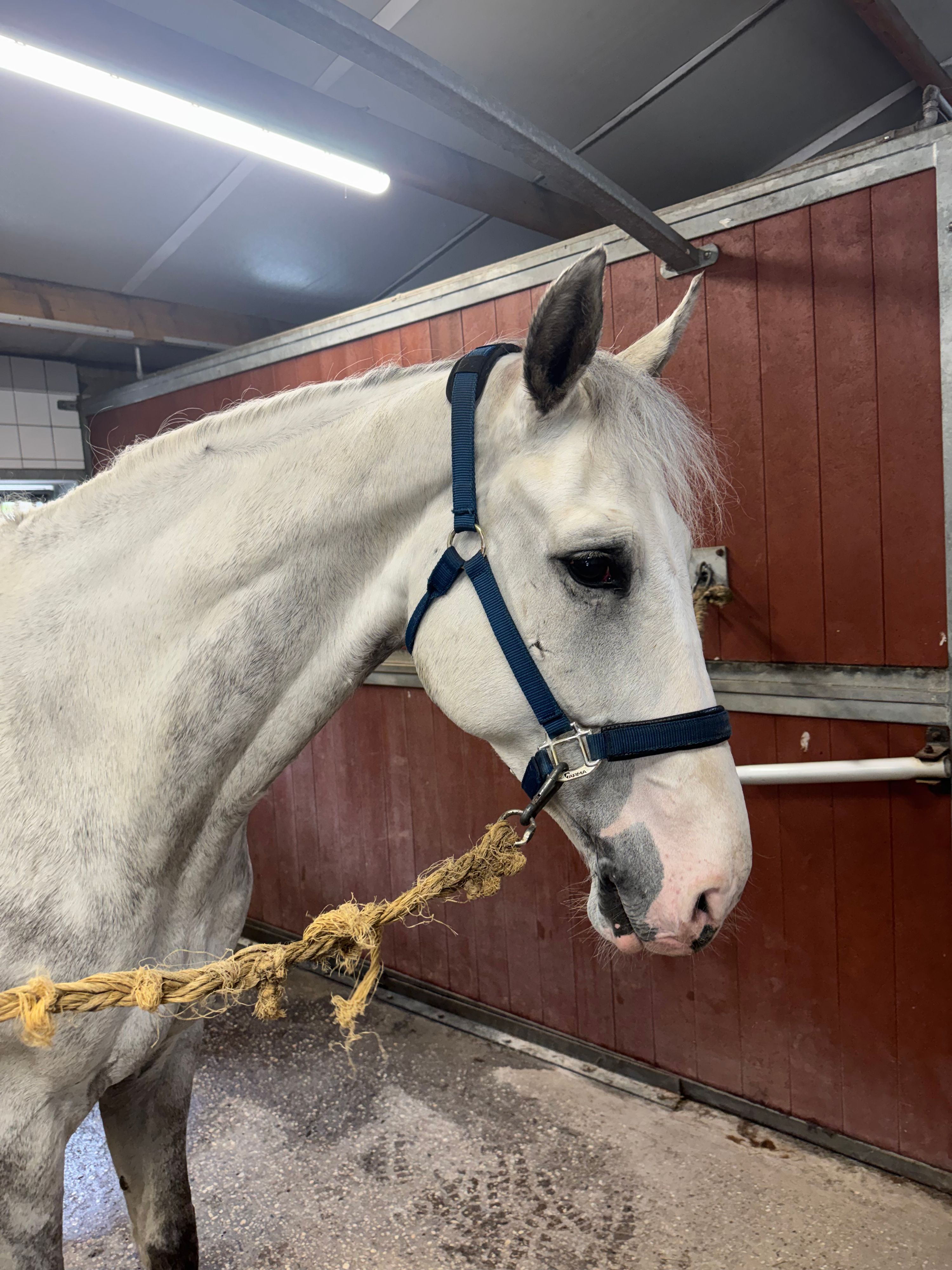 Fenper – artiges und zuverlässiges 7-jähriges Schulpferd | AES (Viper Z x Carthino Z)