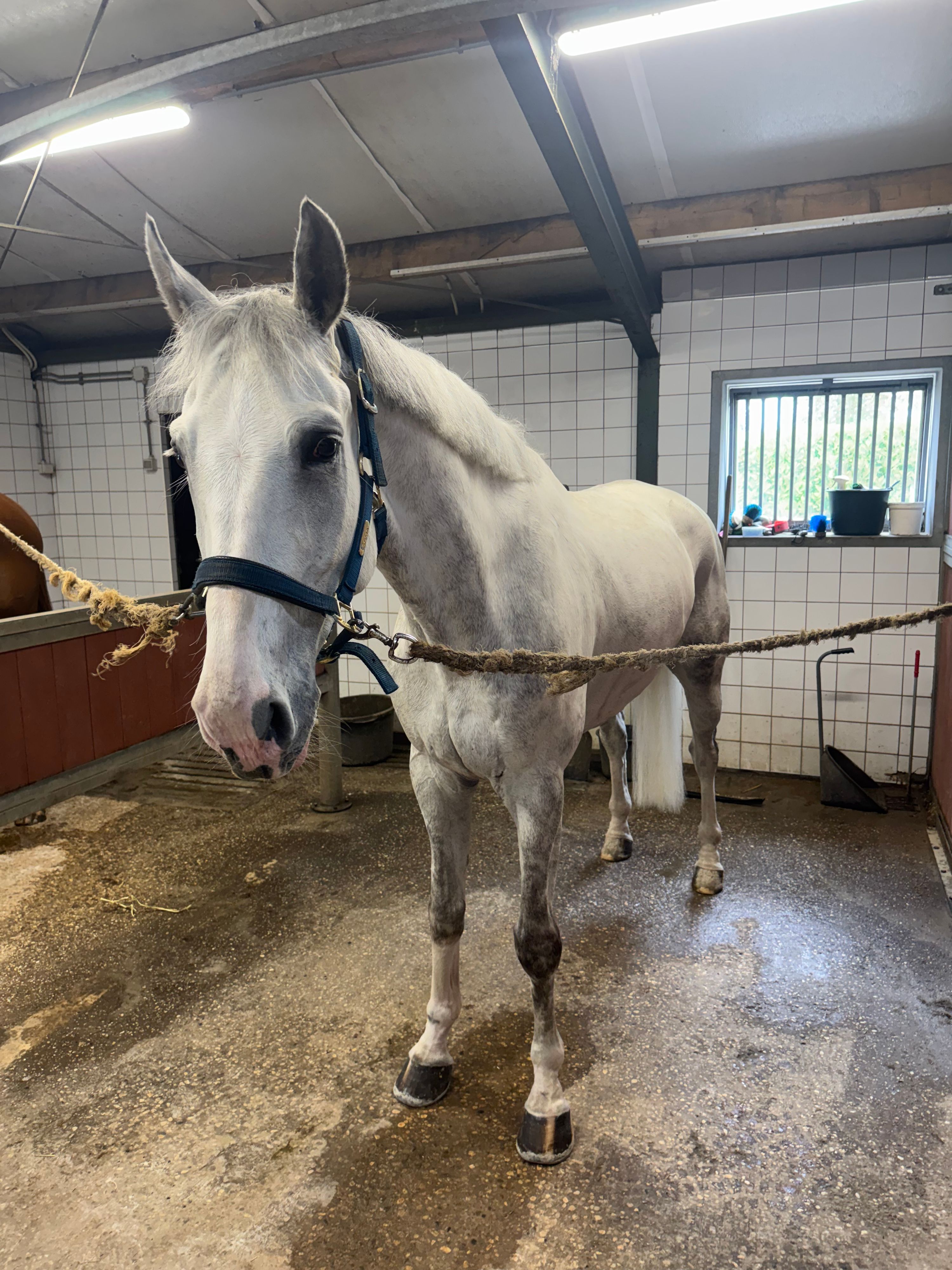 anglo-europees springpaard ruin 7 Jahre alt schimmel zu verkaufen - Foto 2