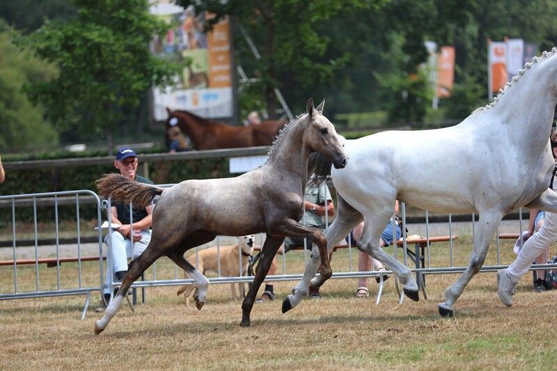 kwpn paard merrie 0 Jahre alt schimmel zu verkaufen - Foto 2