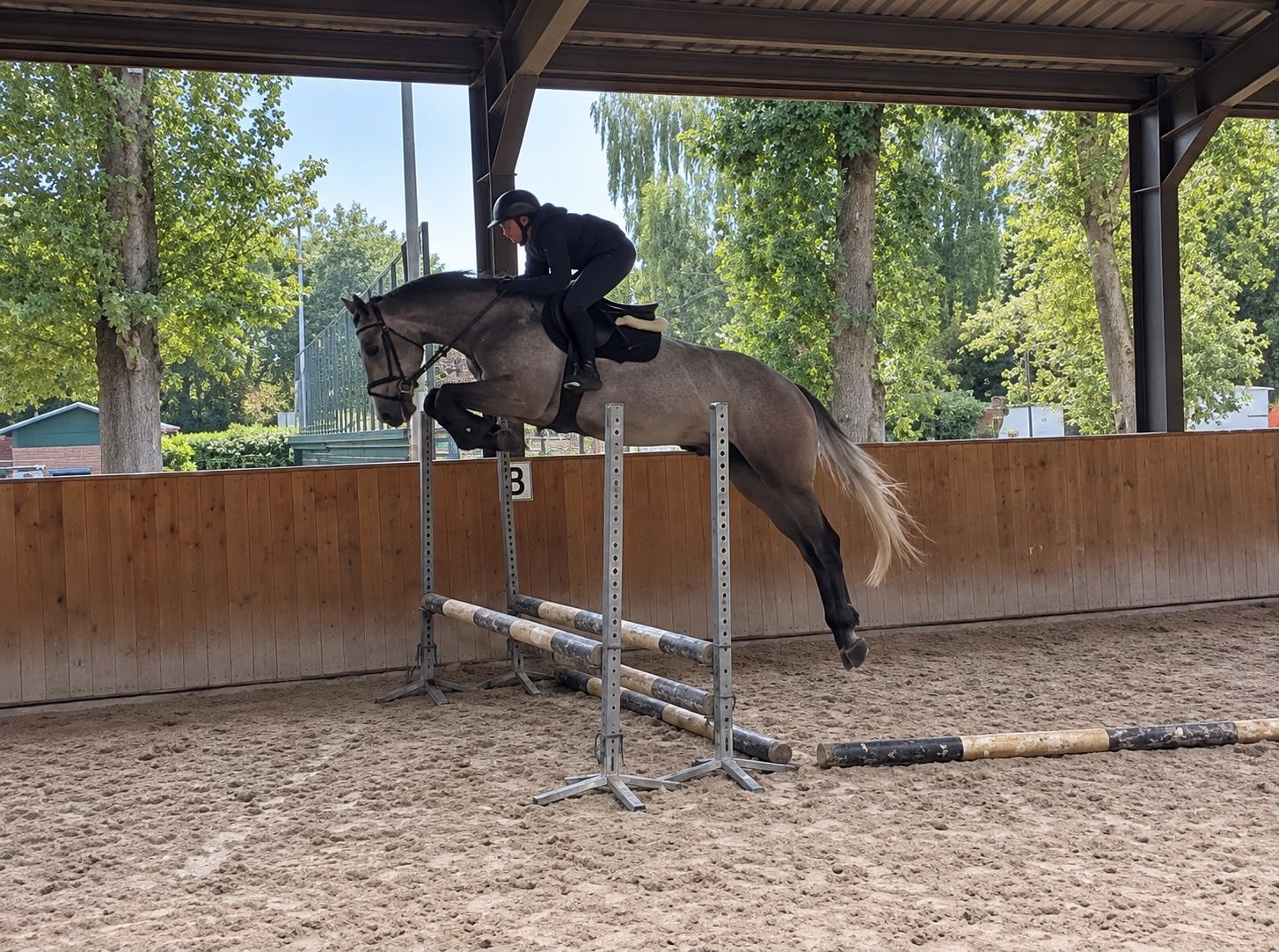 ✨ Thriller Fashion - toekomstig springpaard✨