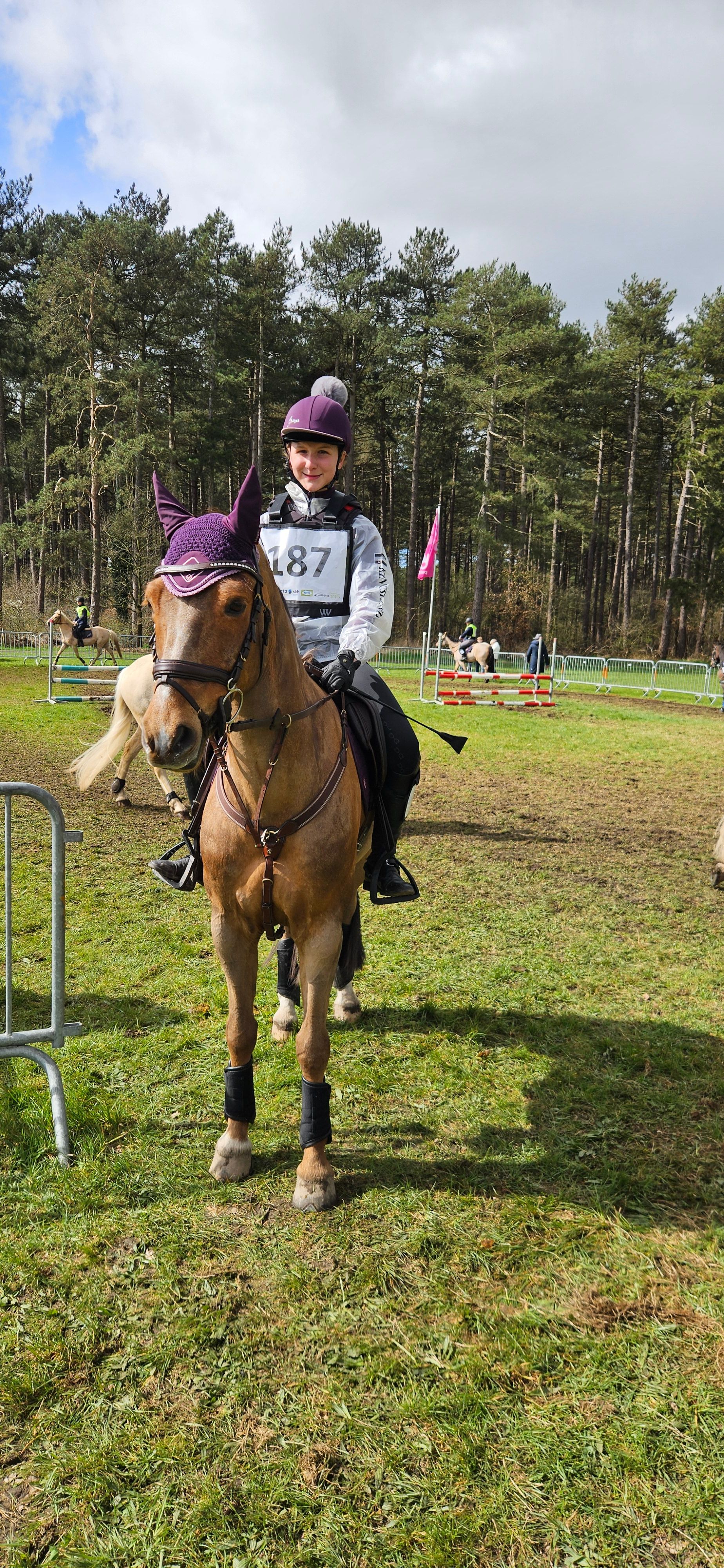 new-forest allround-pony ruin 13 years old vos for sale - Photo 2