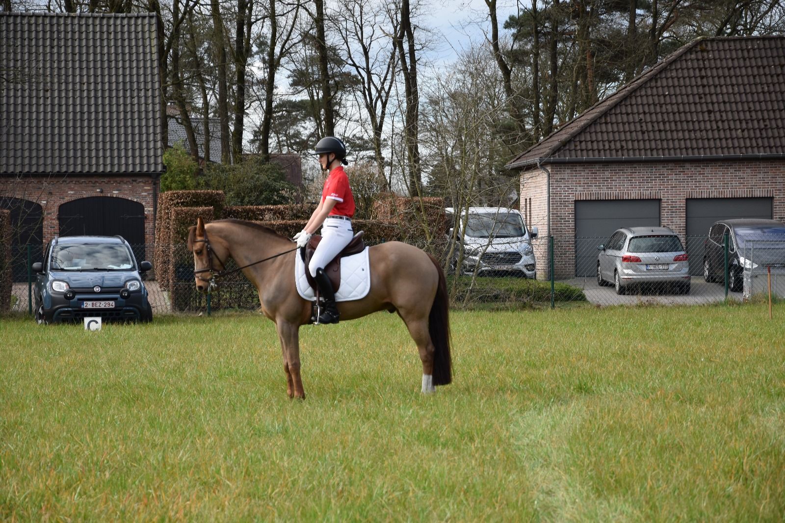 new-forest allround-pony ruin 13 years old vos for sale - Photo 3