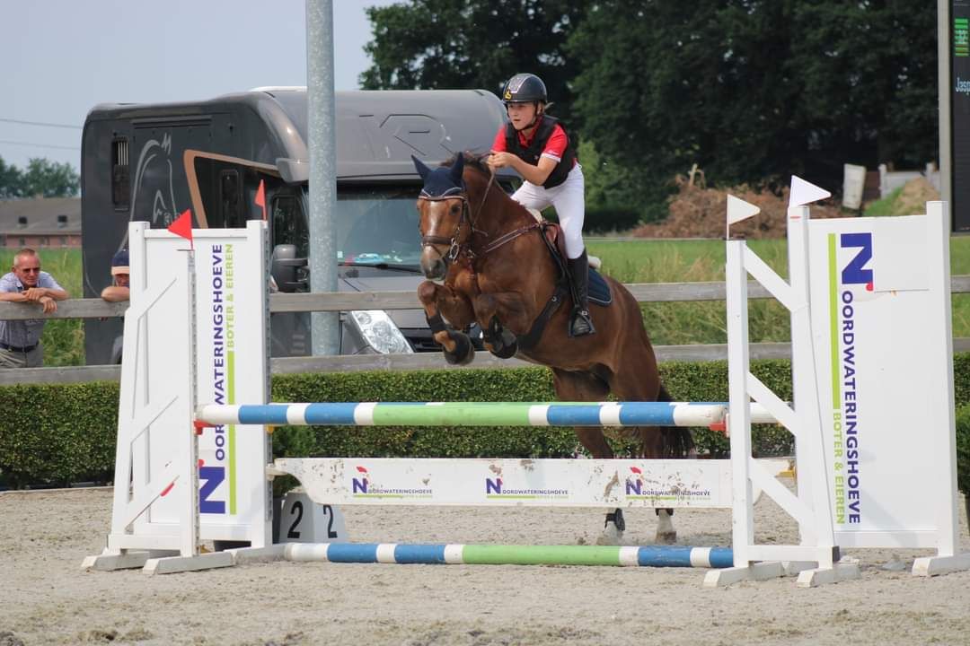 new-forest allround-pony ruin 13 years old vos for sale - Photo 4