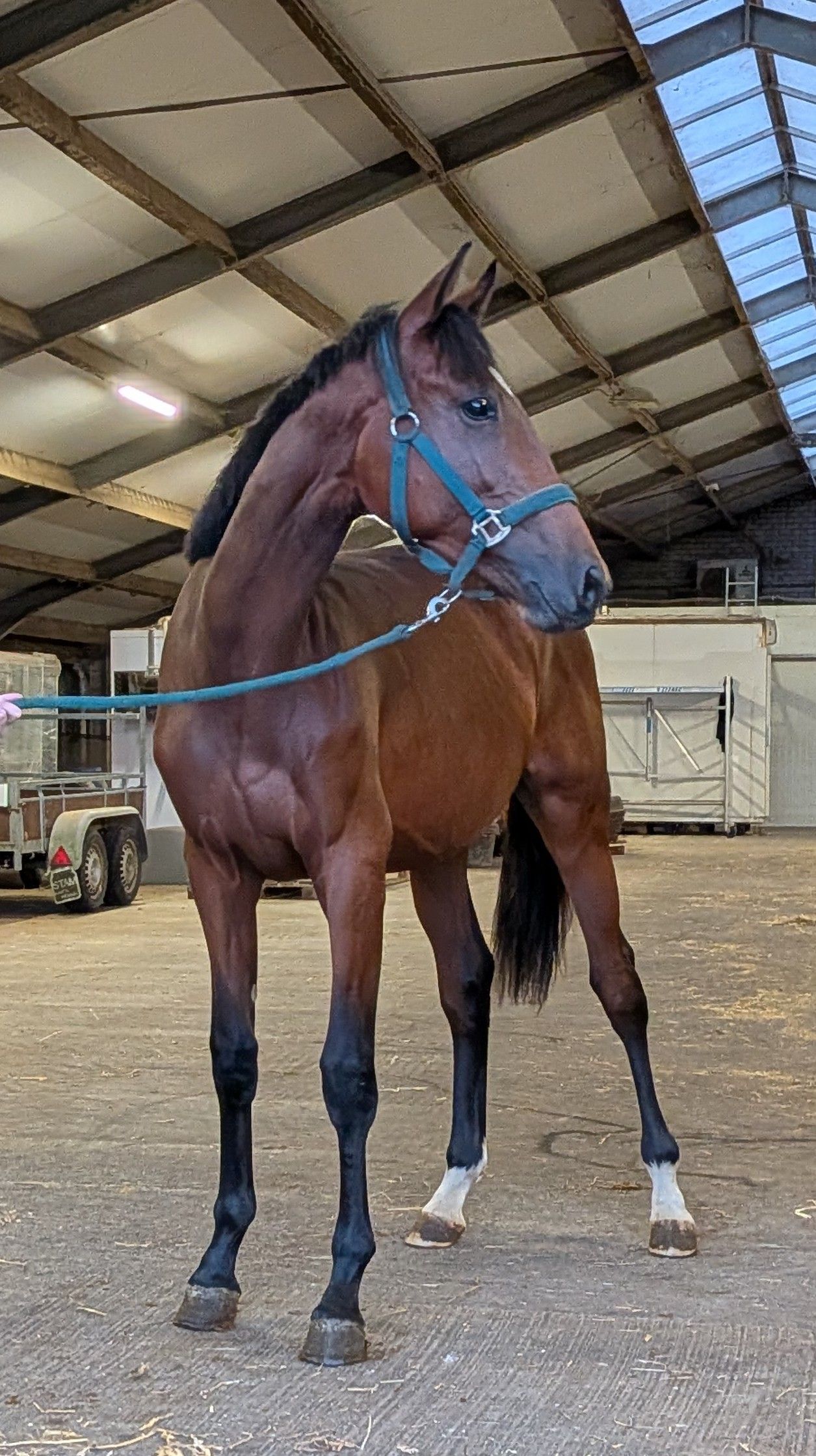 Valentino V. (Ribellion x Ampère) (Aus Elitemutter)