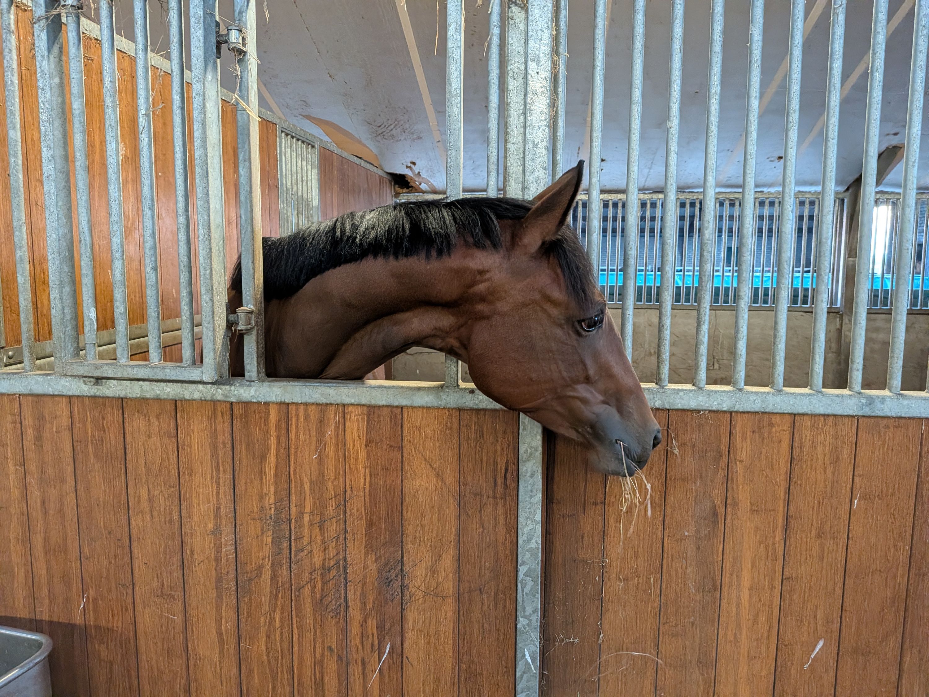 kwpn dressuurpaard hengst 1 Jahre alt donkerbruin zu verkaufen - Foto 2