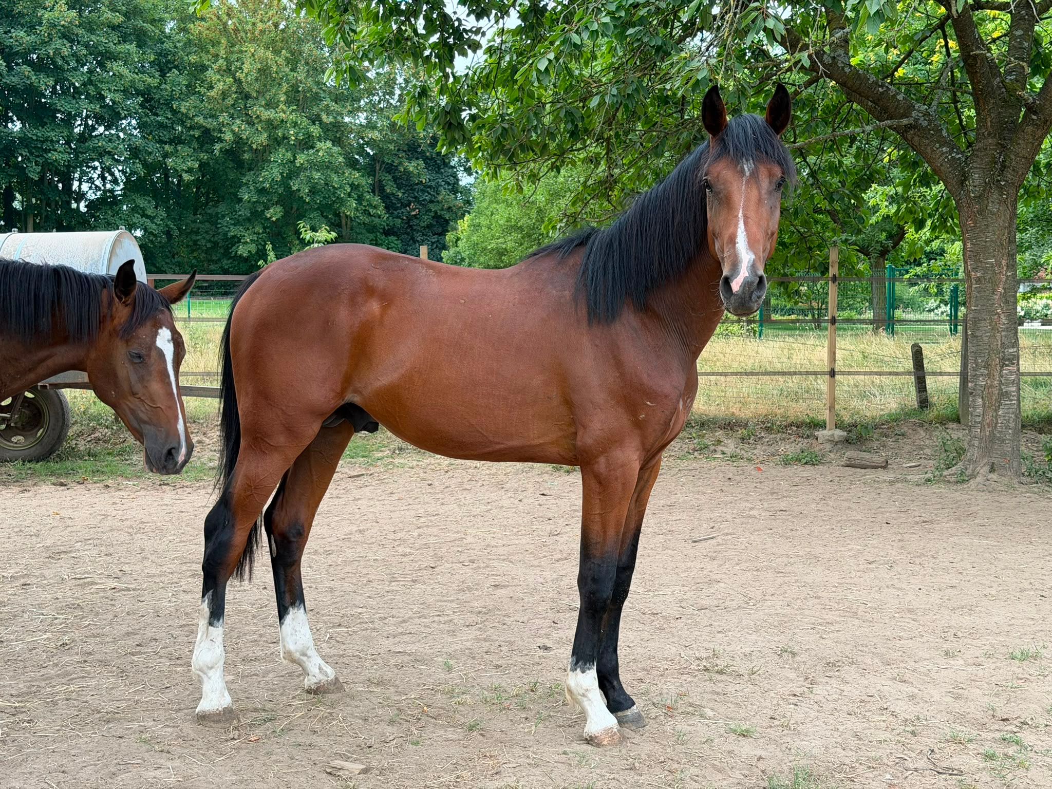 Big 2yo stallion - Balou