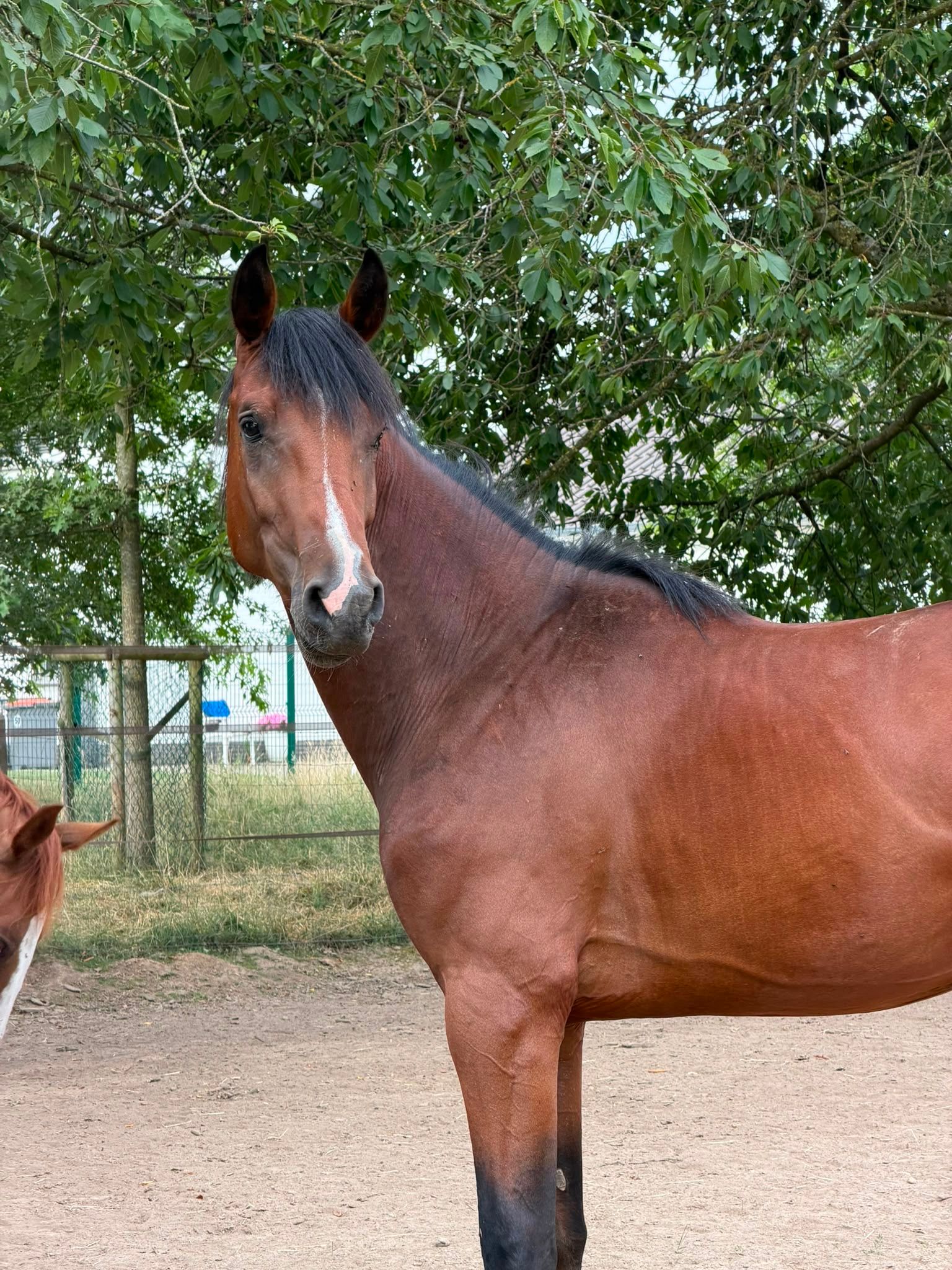 bwp springpaard hengst 2 years old bruin for sale - Photo 2