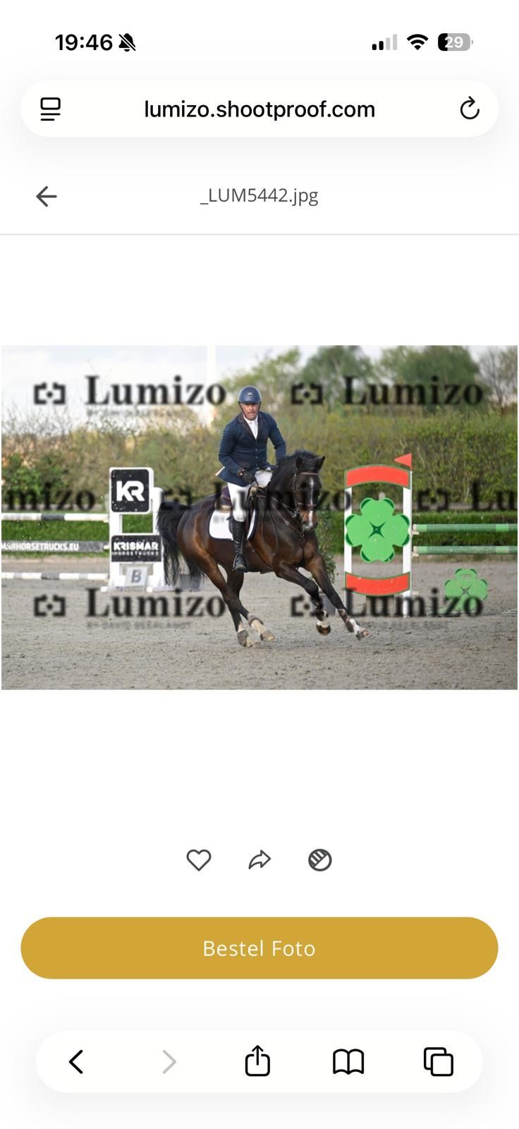 Experienced showjumper