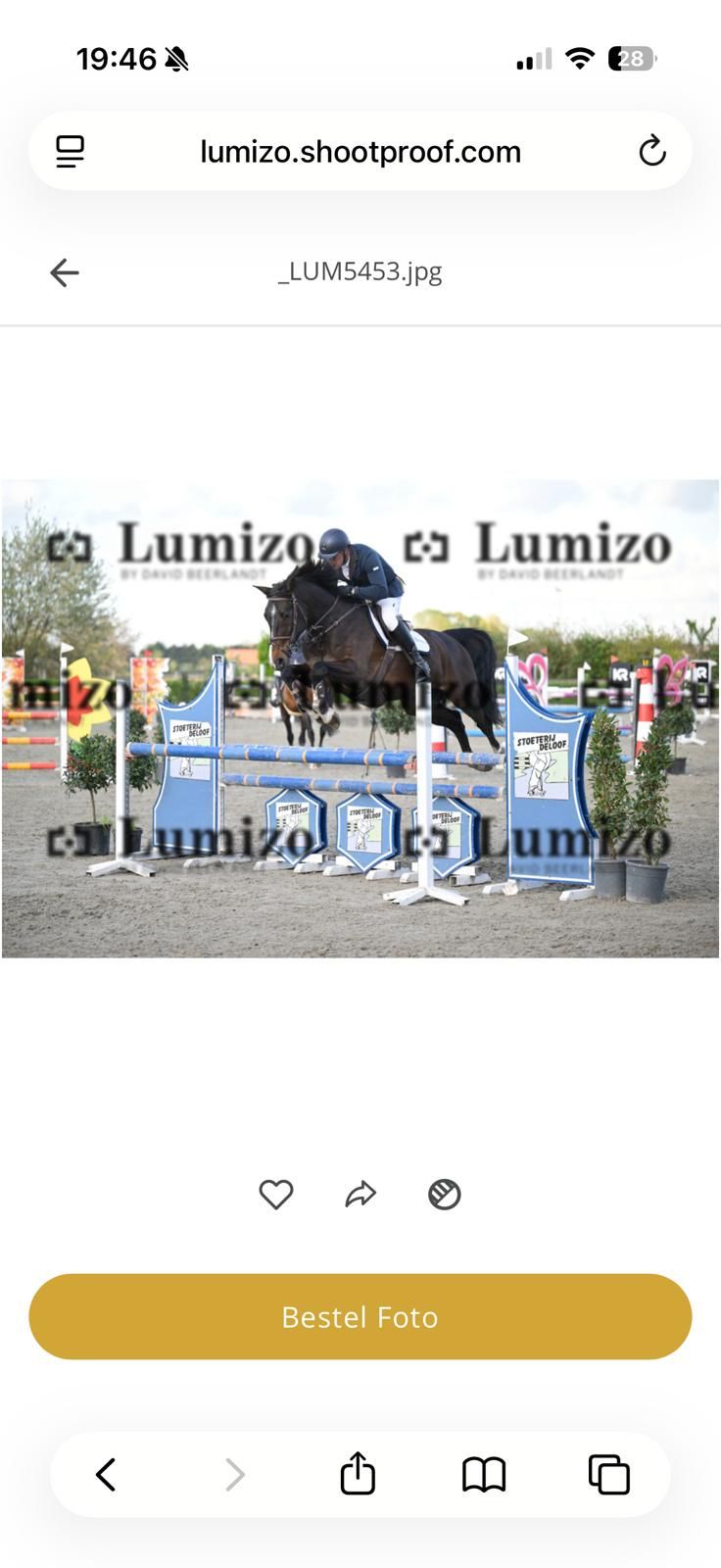 bwp springpaard ruin 11 years old donkerbruin for sale - Photo 2