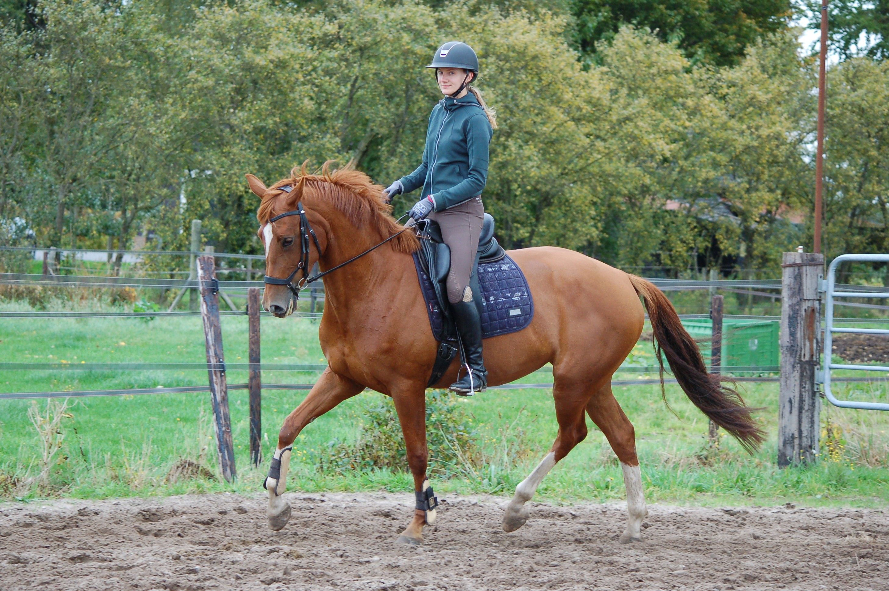 oldenburg dressuurpaard merrie 6 years old vos for sale - Photo 3