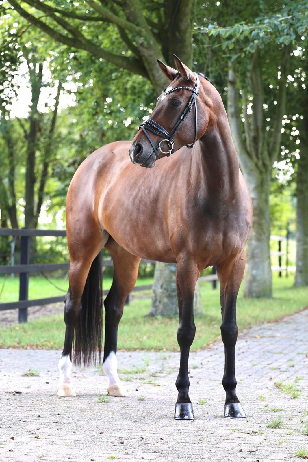 kwpn dressuurpaard merrie 6 years old bruin for sale - Photo 2